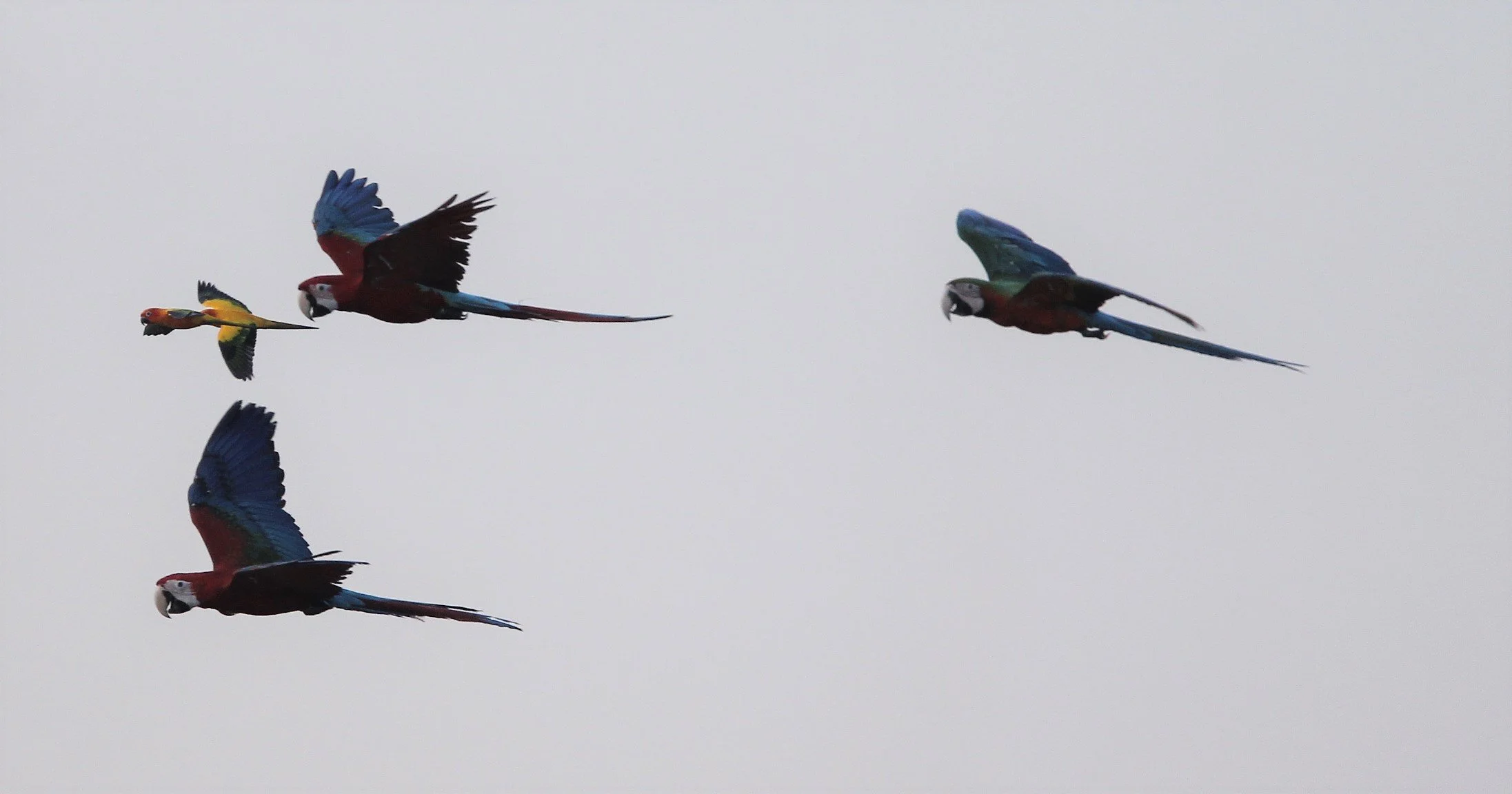BIRD - MACAW - SCARLET MACAW - PAK NAM THAILAND N.jpg