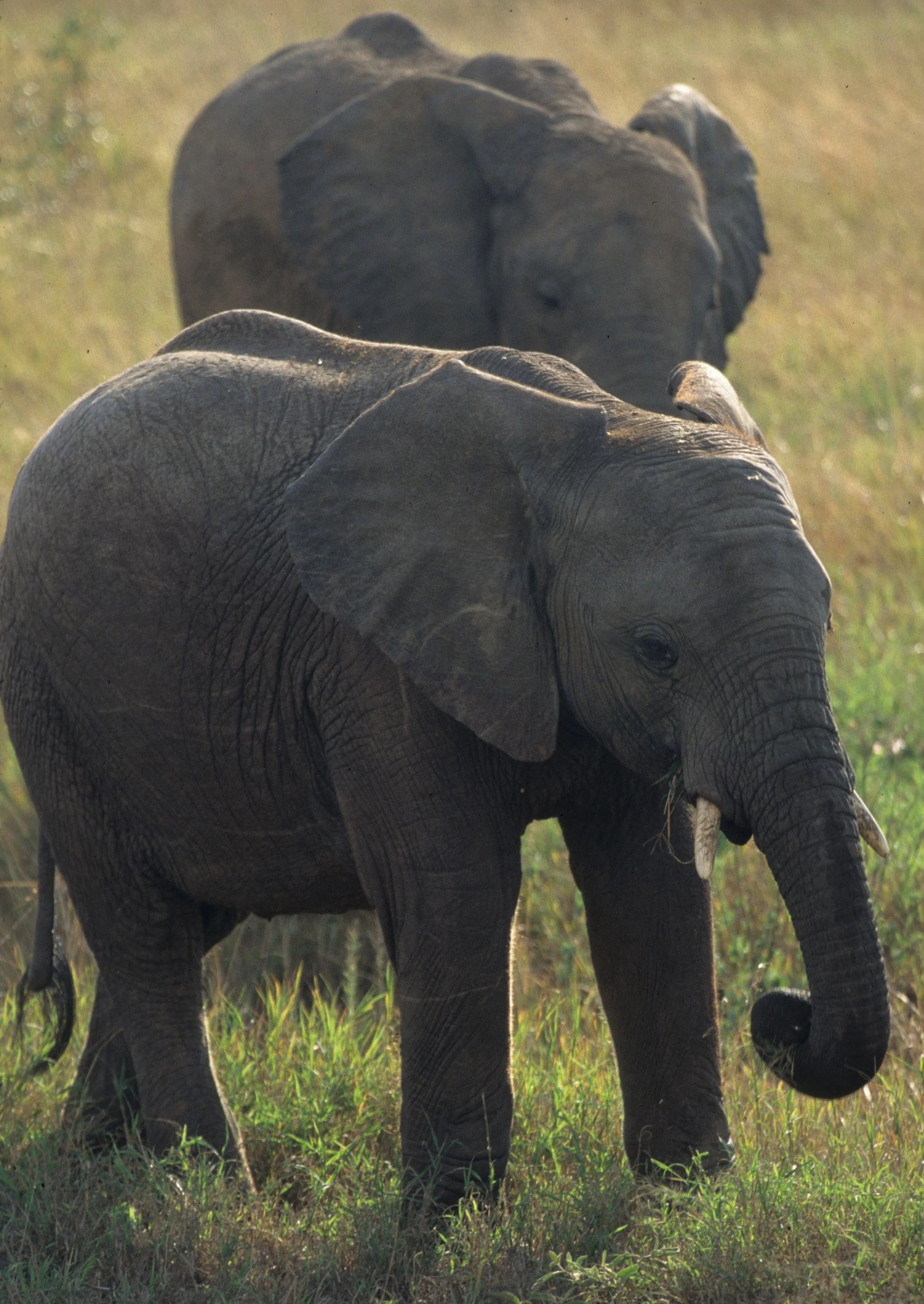 ELEPHANT - SERENGETI 27.jpg