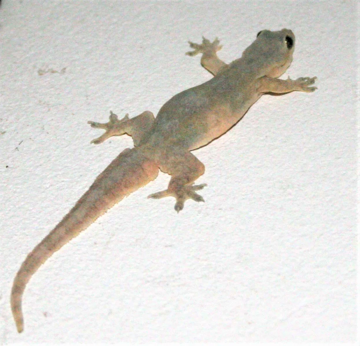 Flat-tailed Gecko (Hemidactylus platyurus)