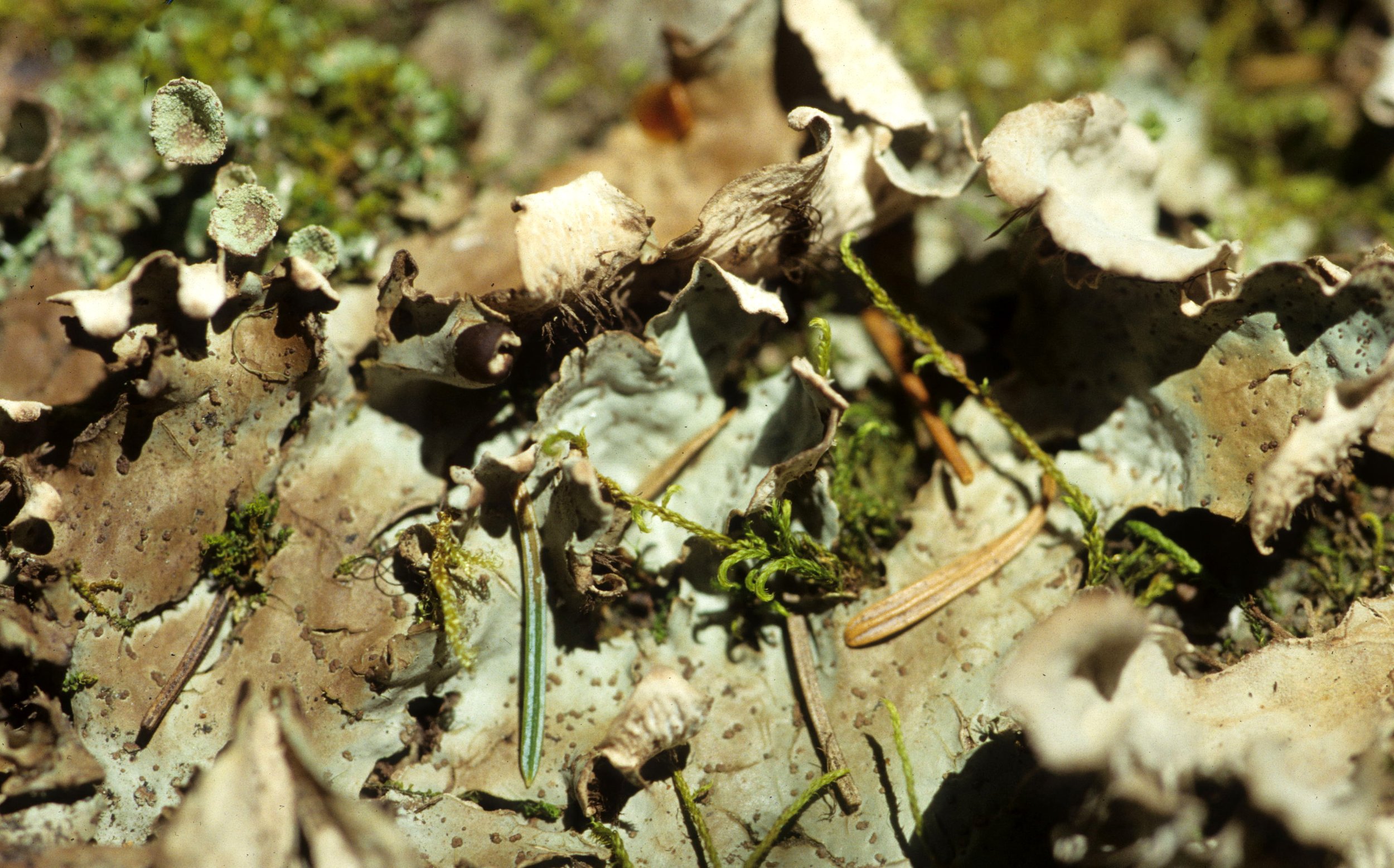 CALIFORNIA - SIERRA NEVADA - LICHEN SPECIES (4).jpg