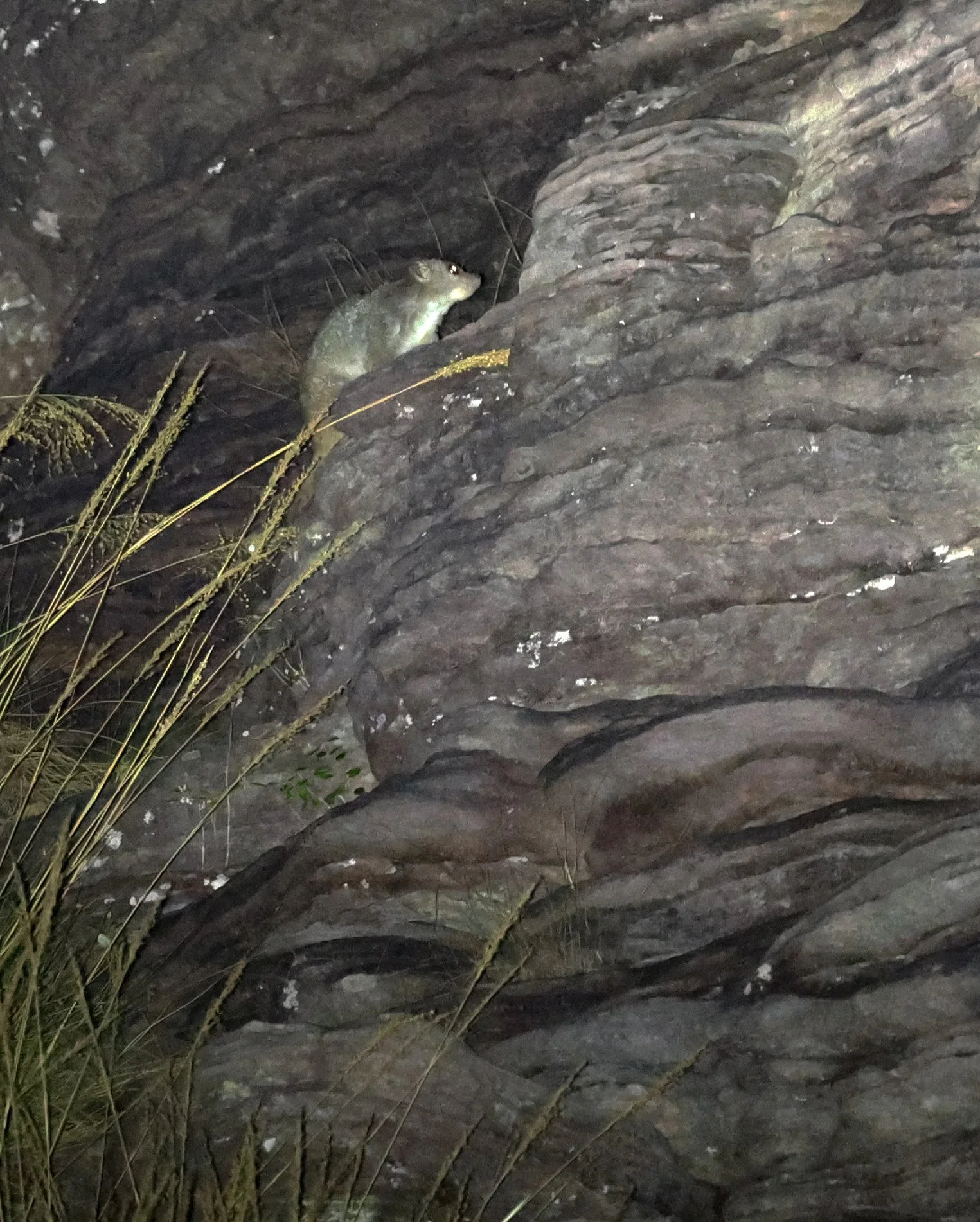 Rock Ringtail Possum (Pseudochirops dahlii) Bardedjilidji Trails, Kakadu NP - Northern Territory (23).JPG