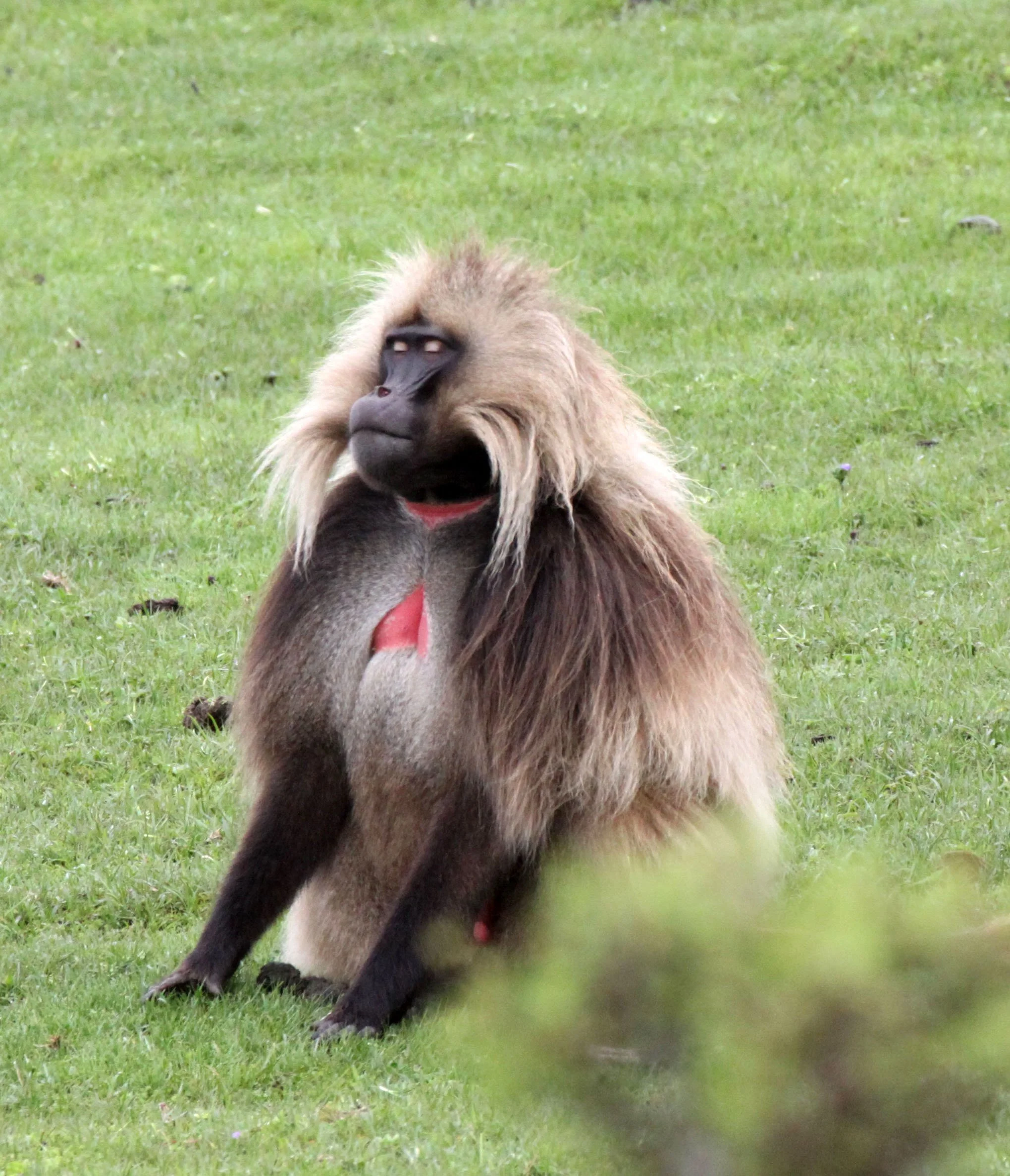 CERCOPITHECIDAE - Theropithecus gelada - GELADA - SIMIEN MOUNTAINS NATIONAL PARK ETHIOPIA (1417).JPG