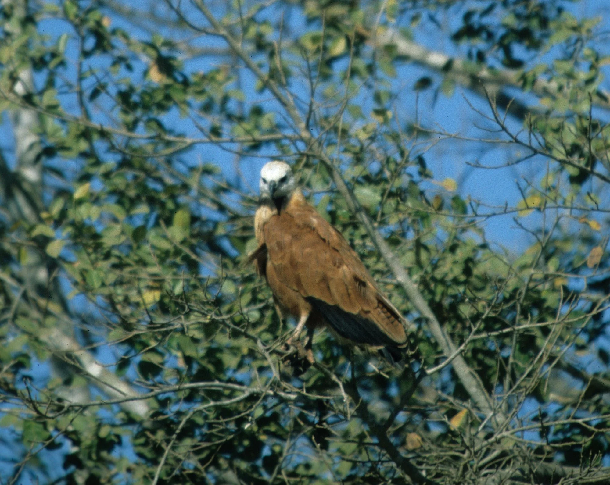 Black-collared Hawk (Busarellus nigricollis) — Coke Smith Wildlife
