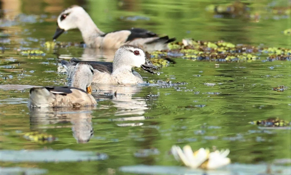 Cotton Pygmy Goose (Nettapus coromandelianus)