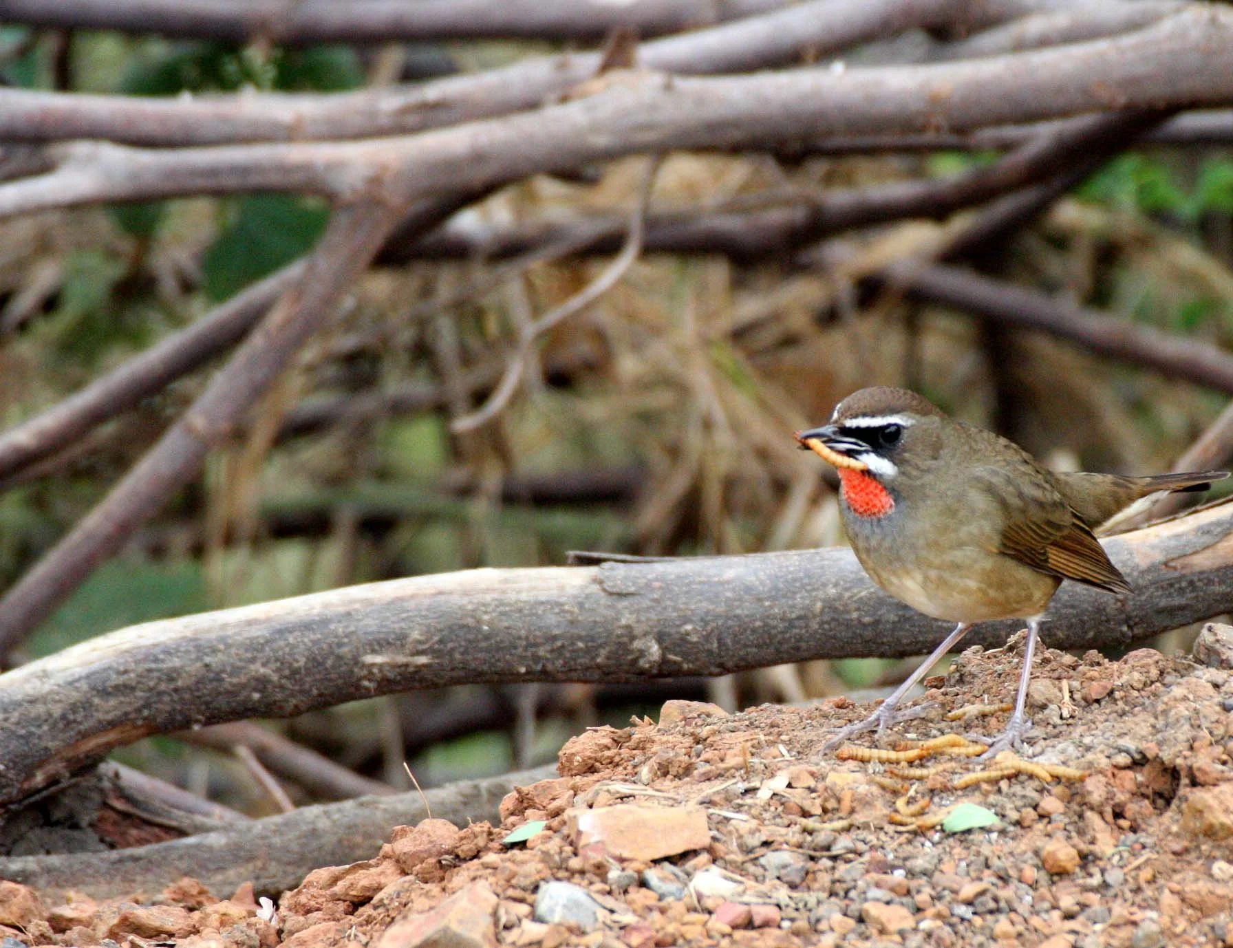 RUBYTHROAT - SIBERIAN RUBYTHROAT - Luscinia calliope - BUENG BORAPHET THAILAND (21).JPG