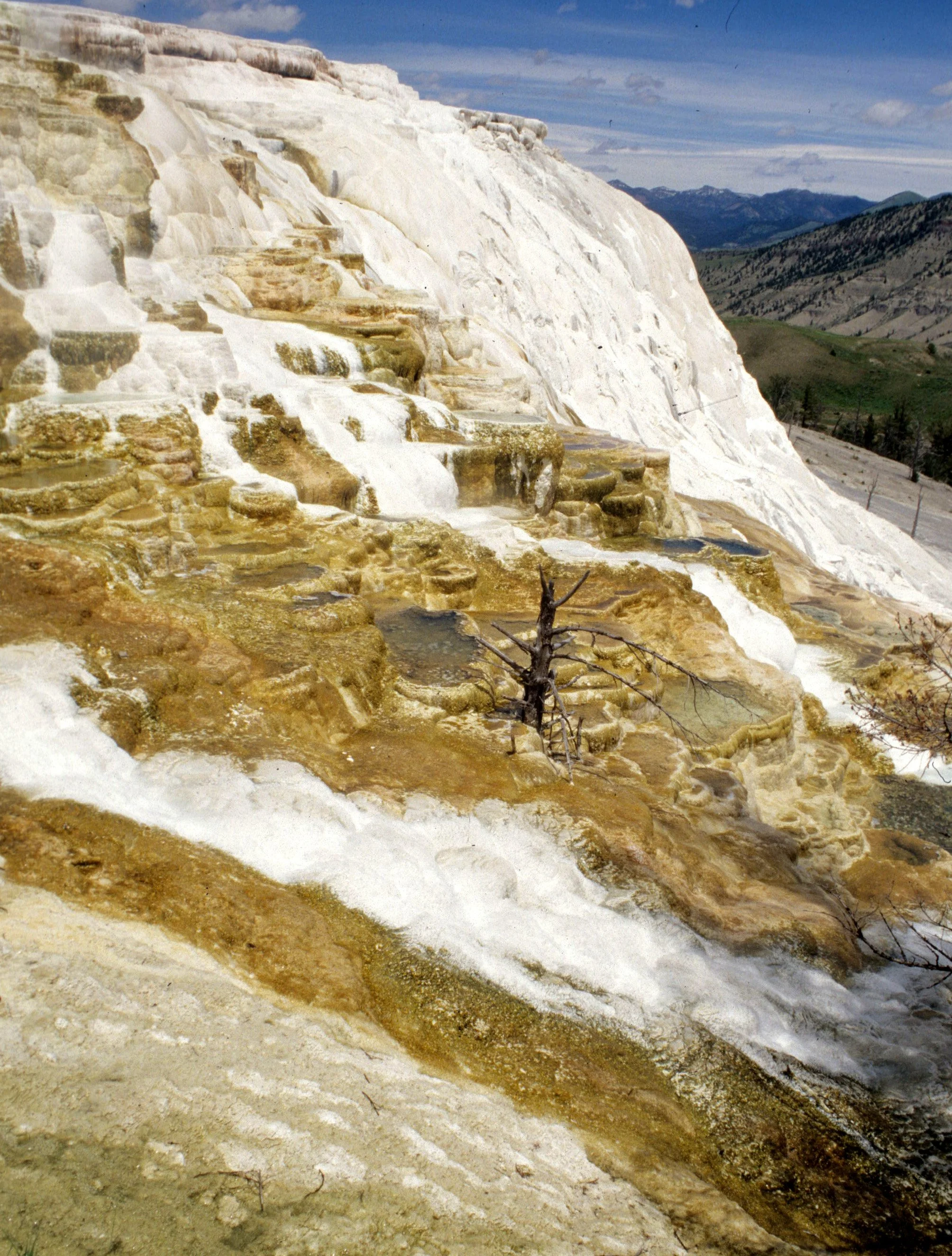 YELLOWSTONE - MAMMOTH HOTSPRINGS B.jpg