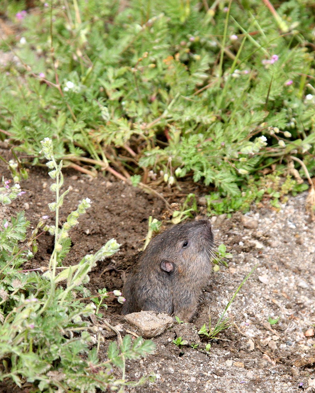 Thomomys bottae - BOTTA'S POCKET GOPHER - PINNACLES NATIONAL MONUMENT CALIFORNIA (1).JPG