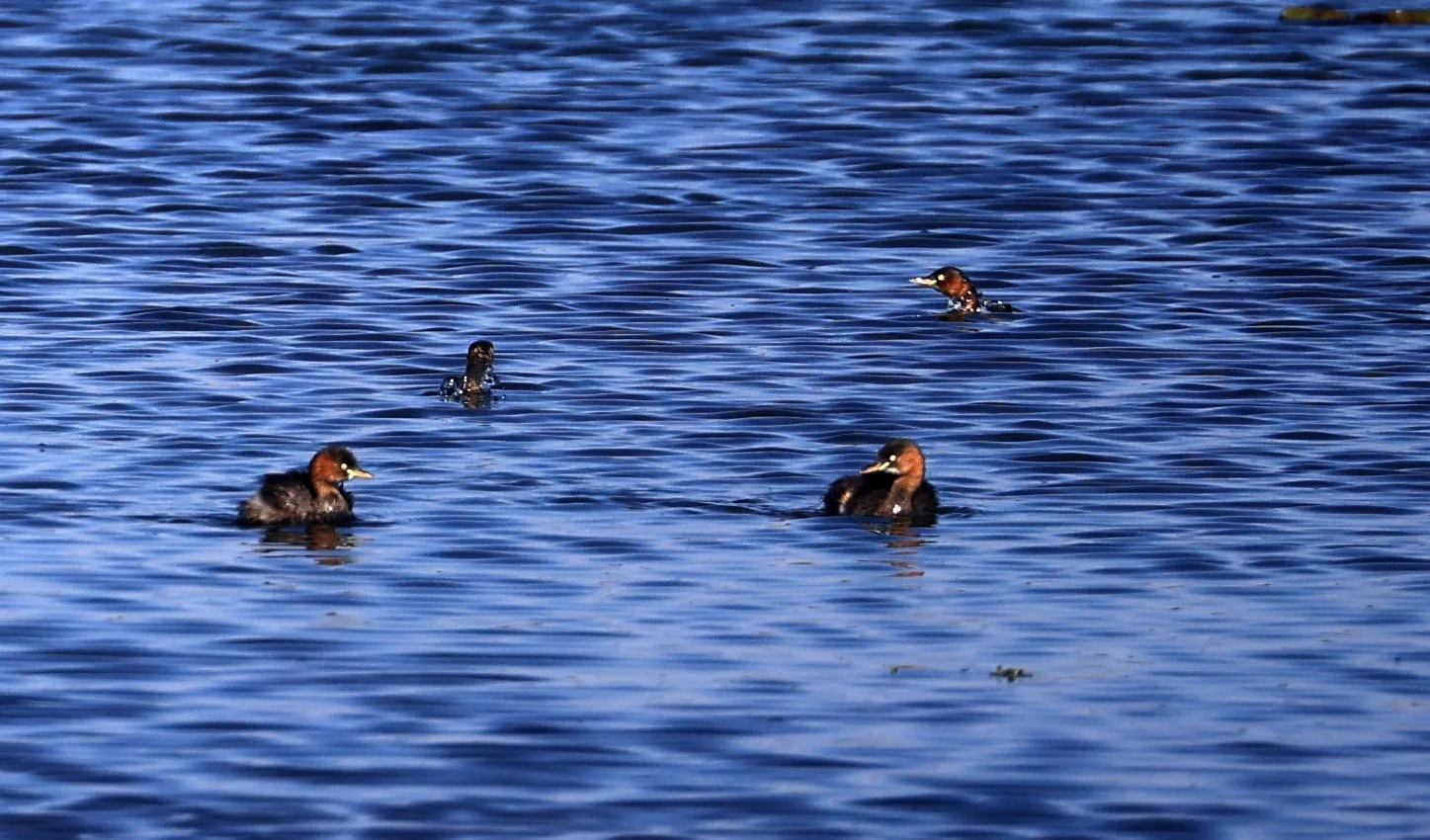 Little Grebe (Tachybaptus ruficollis) Nong Han Lake & Wetland - Sakon Nakhon Province  (3).jpg