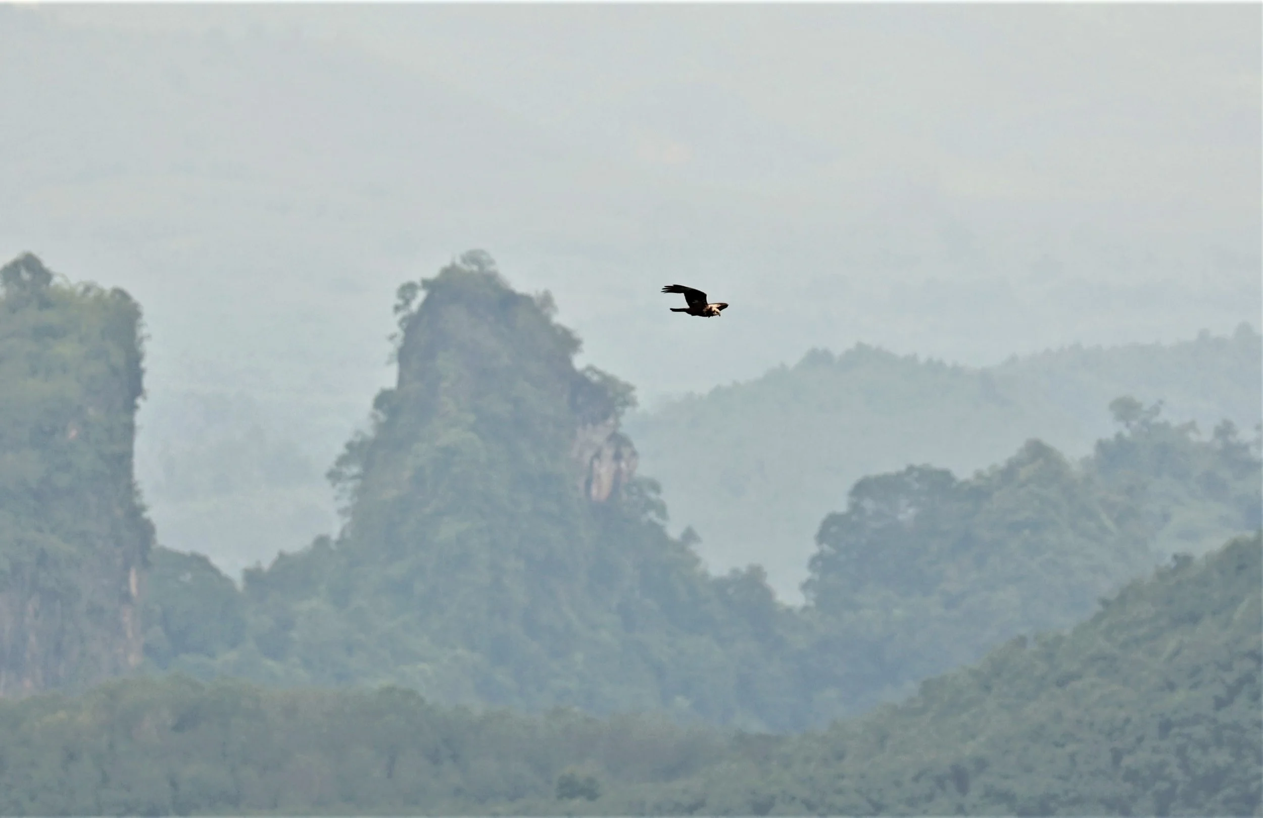 HARRIER - EASTERN MARSH HARRIER - Circus spilonotus -PENCIL MOUNTAIN CHUMPHON PROVINCE OCTOBER 2022 (2).jpg