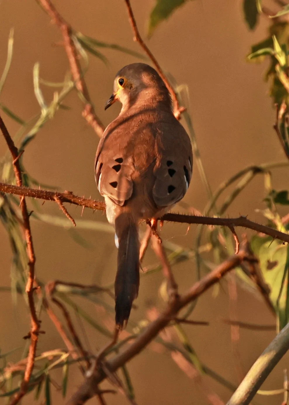 Long-tailed Ground-Dove (Uropelia campestris) Pantanal, Pouso Alegre Lodge, Brazil (3).jpg