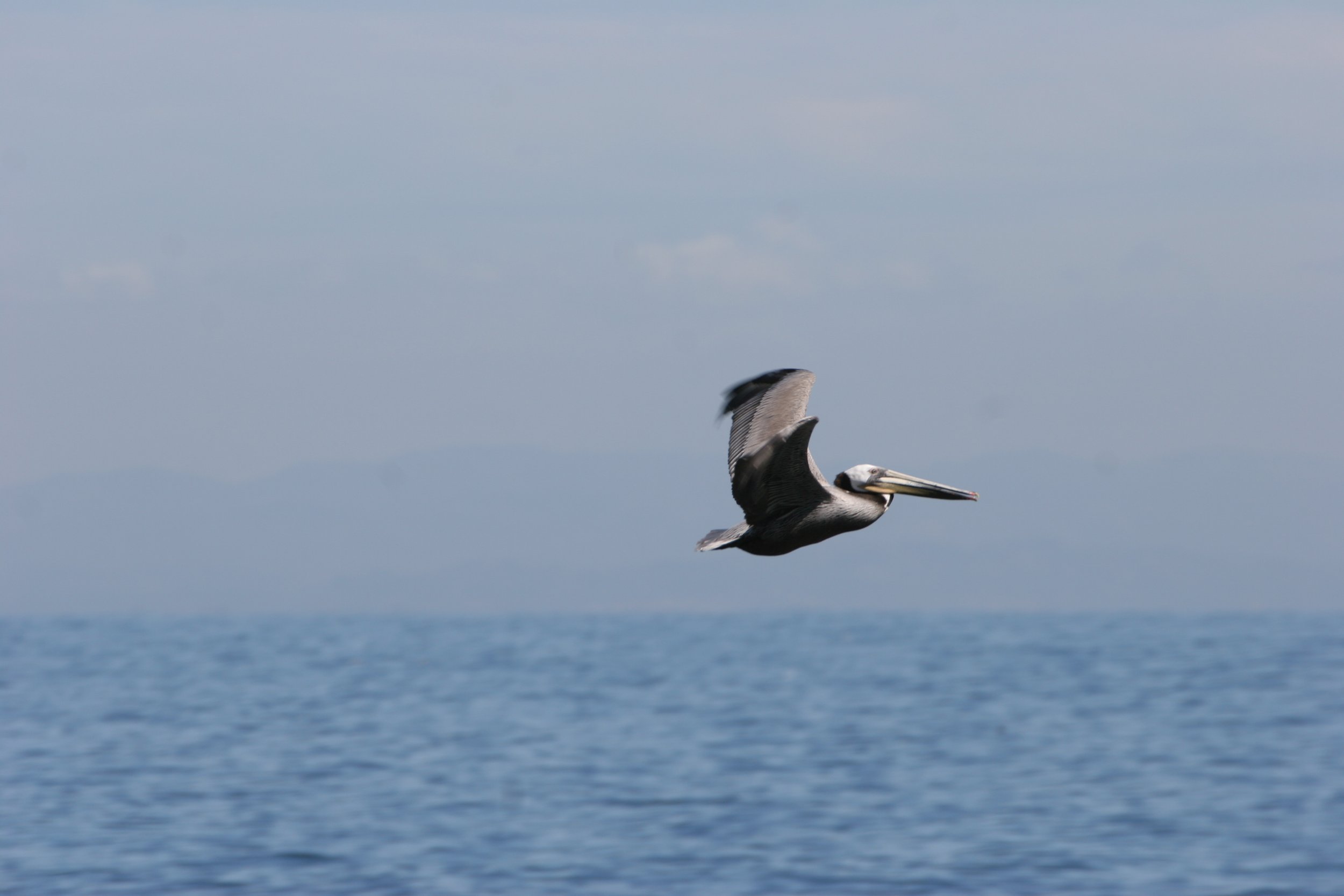 Pelecanus occidentalis - BROWN PELICAN - ANACAPA ISLAND (4).jpg