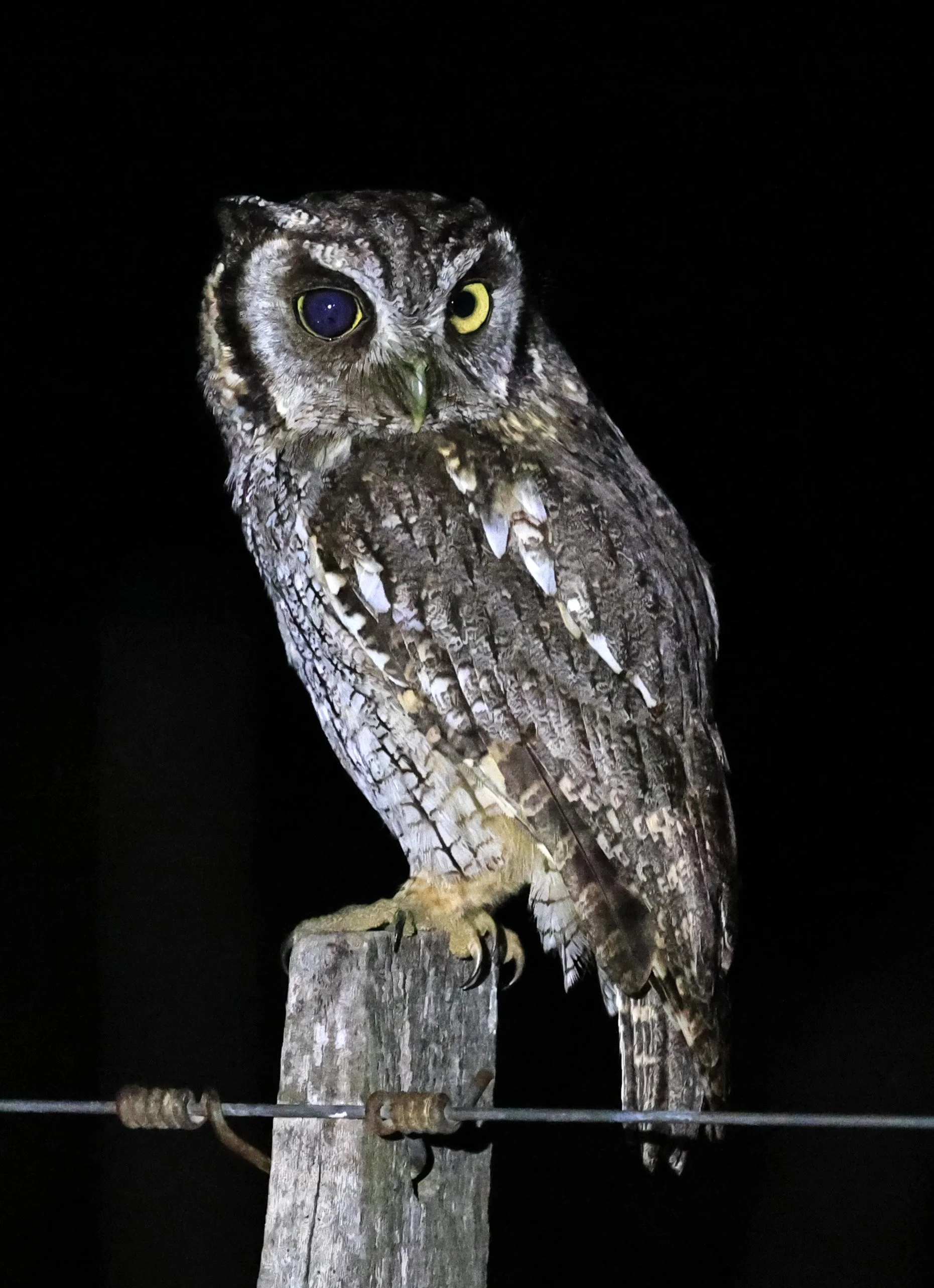 Tropical Screech-Owl (Megascops choliba) Hotel Campestre Iparoma Paraguay (13).jpg