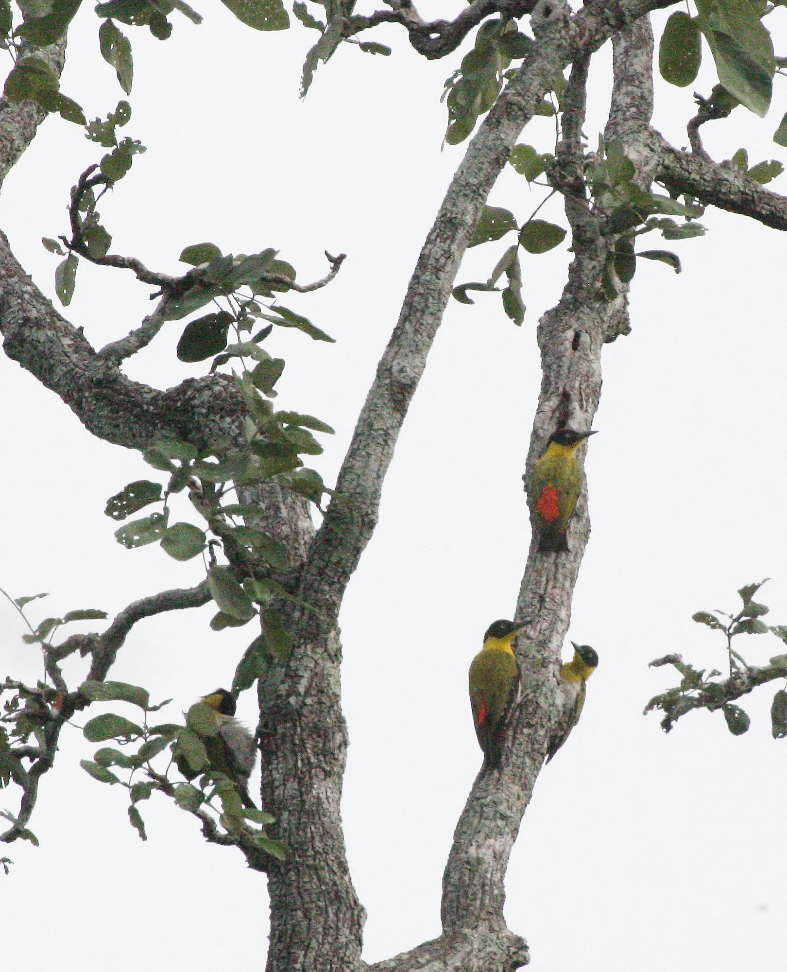 BIRD - WOODPECKER - BLACK-HEADED WOODPECKER - HUAI KHA KHAENG NWS THAILAND.JPG