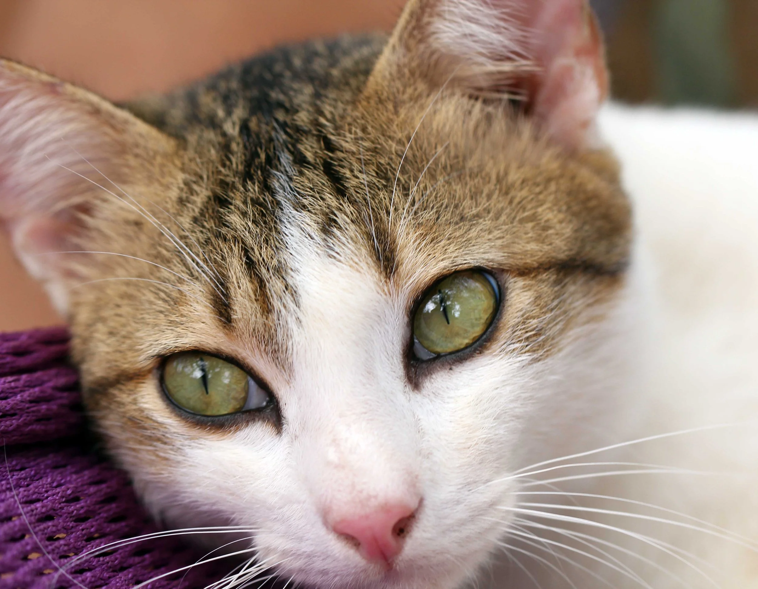 2015 Koh Lanta Songkran with friends from ISB (391).JPG