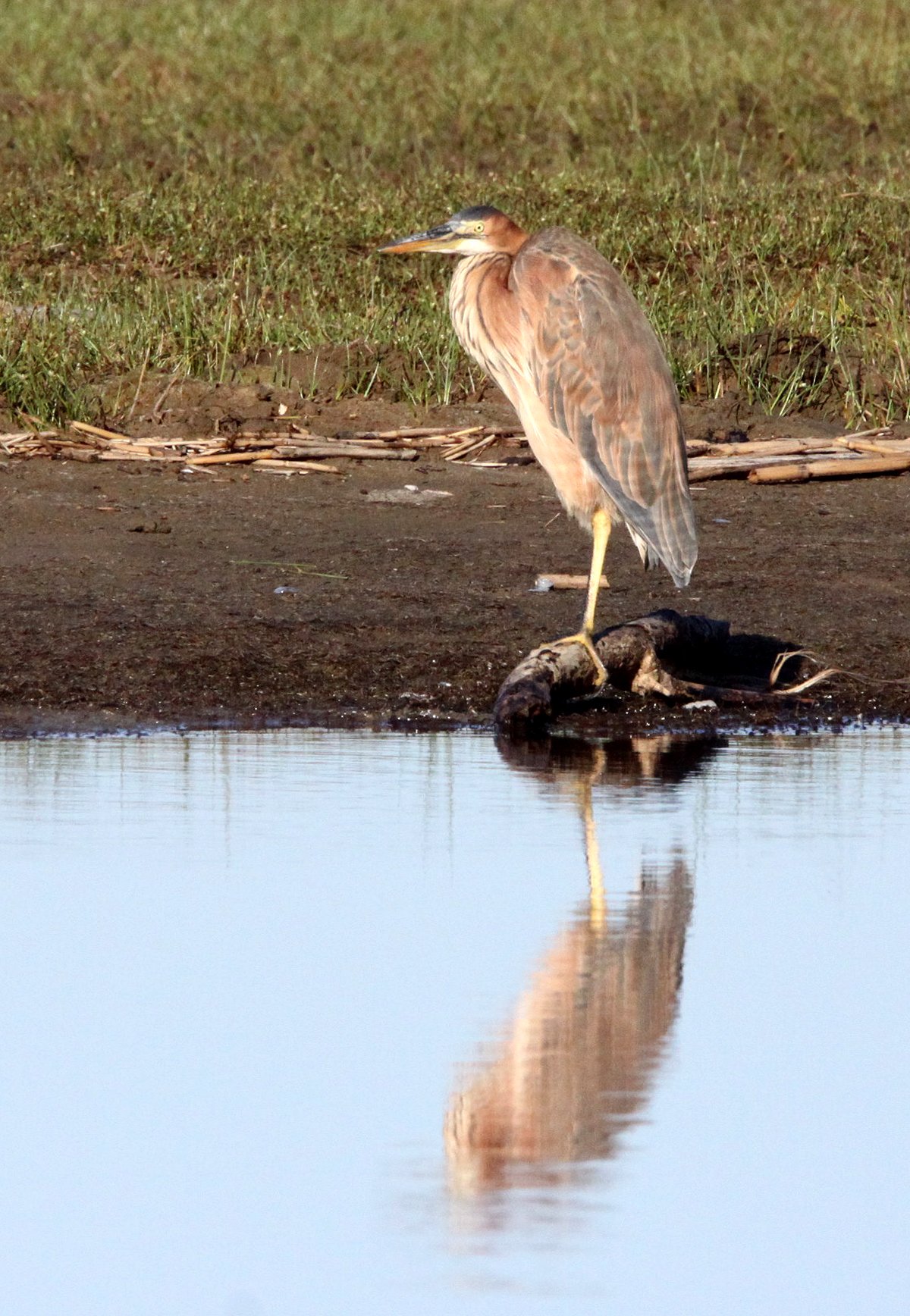 HERON - PURPLE HERON - Ardea purpurea - SAINT LUCIA NATURE RESERVES SOUTH AFRICA (17).JPG