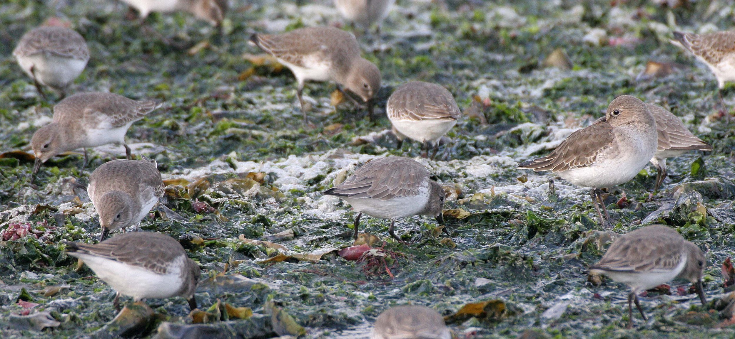BIRD - DUNLINS - THREE CRABS (18).jpg