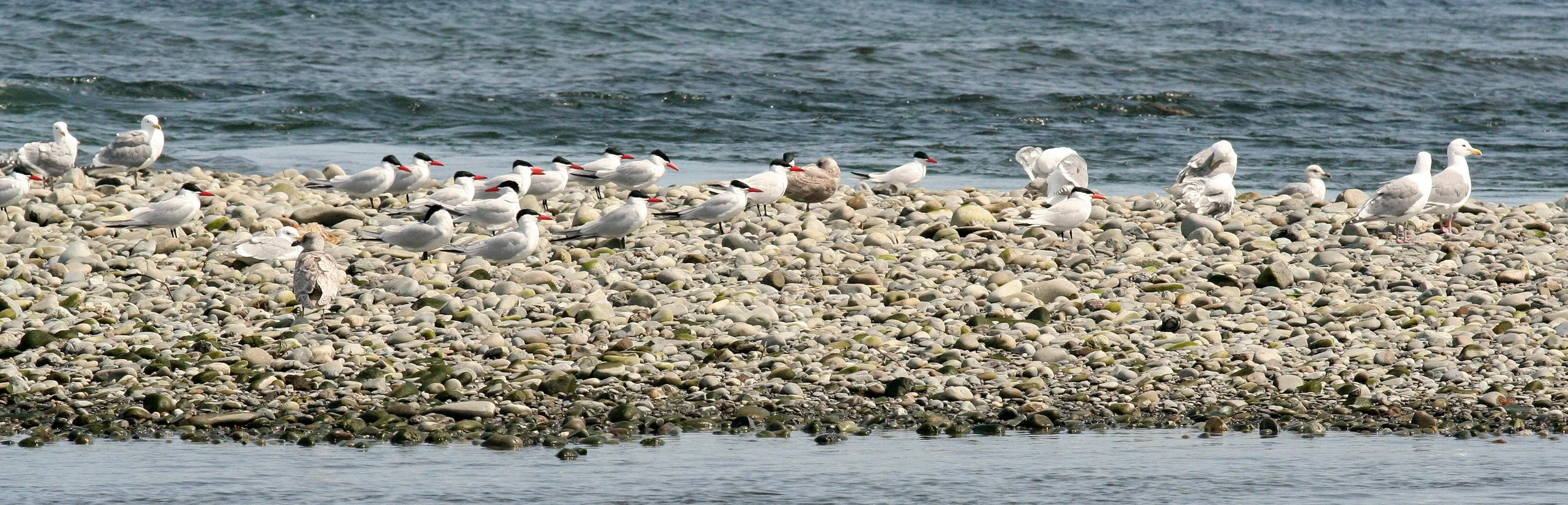 BIRD - TERNS - CASPIAN TERNS - MOUTH OF ELWHA - SOM'S.JPG