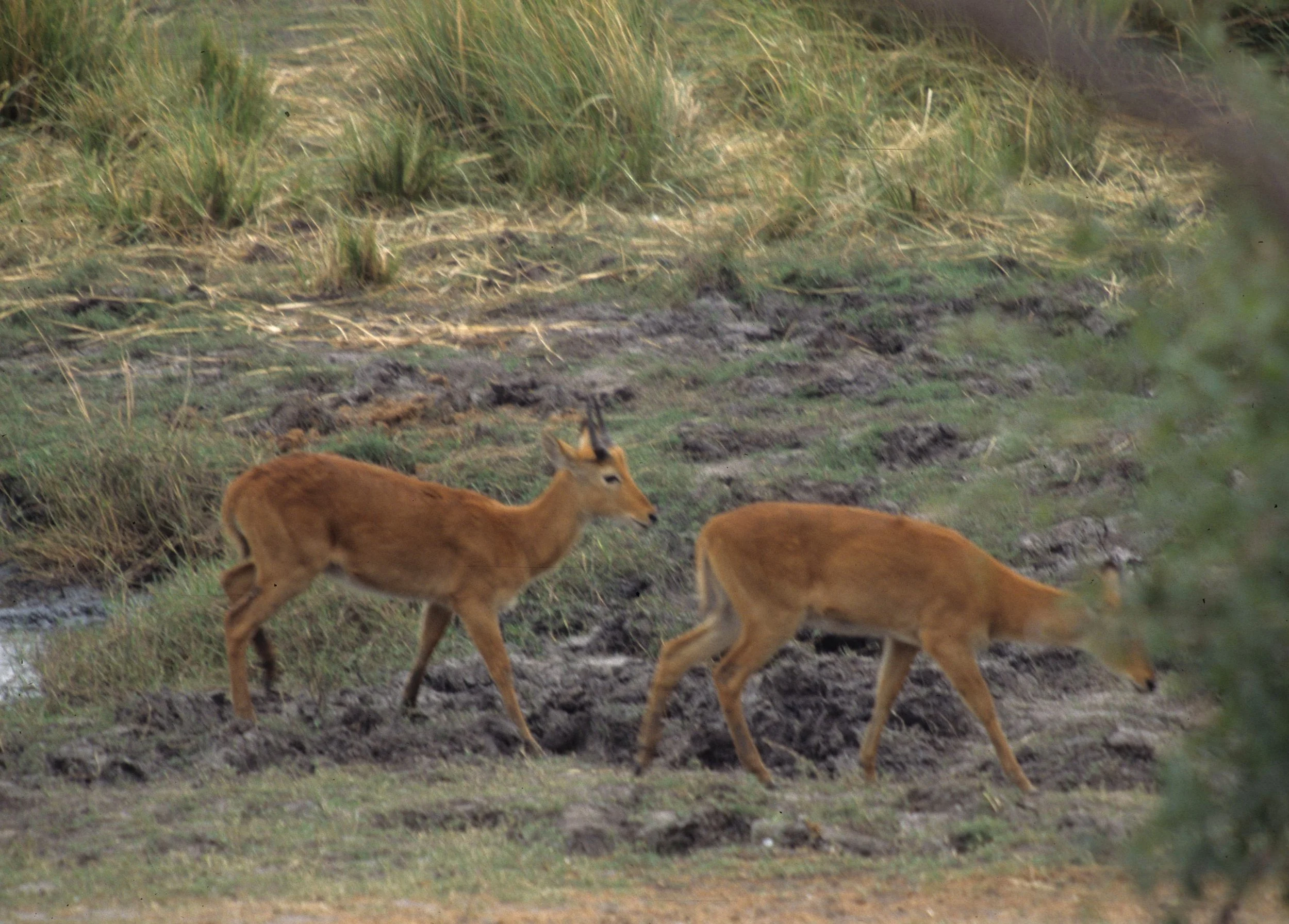 BOVID - ORIBI - UGANDA QE NP (8).jpg