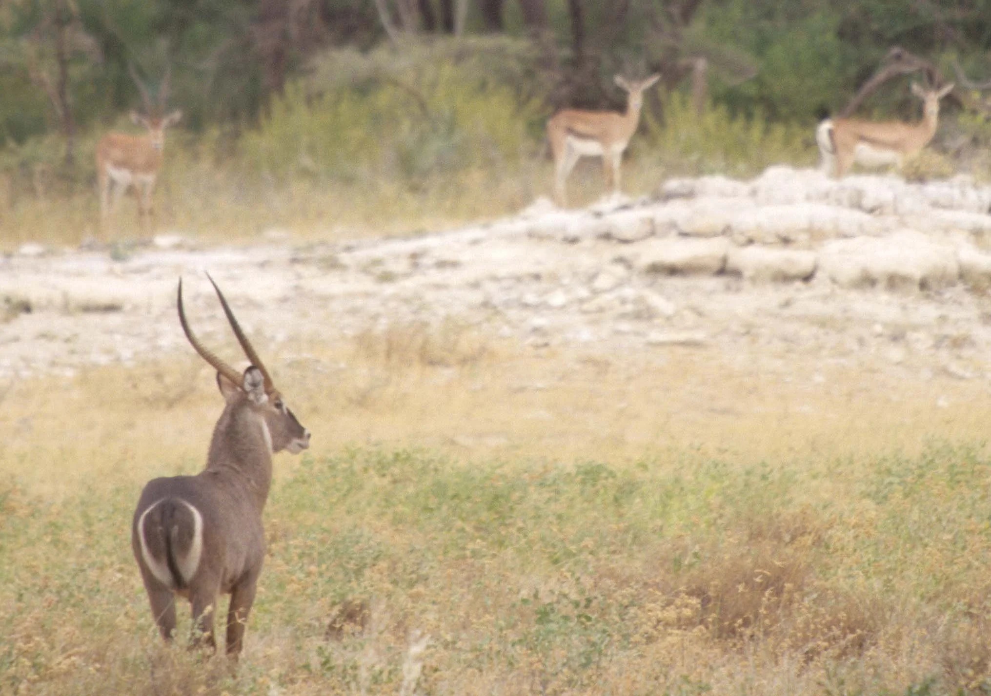 BOVID - WATERBUCK - DEFASSA - SHABA (2).jpg