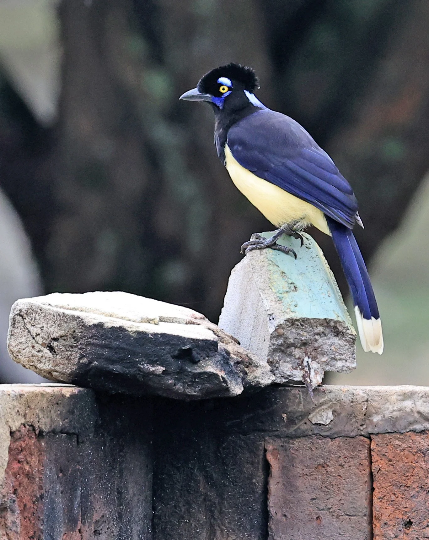 Plush-crested Jay (Cyanocorax chrysops) El Palmar National Park, Entre Rios, Argentina (33).jpg