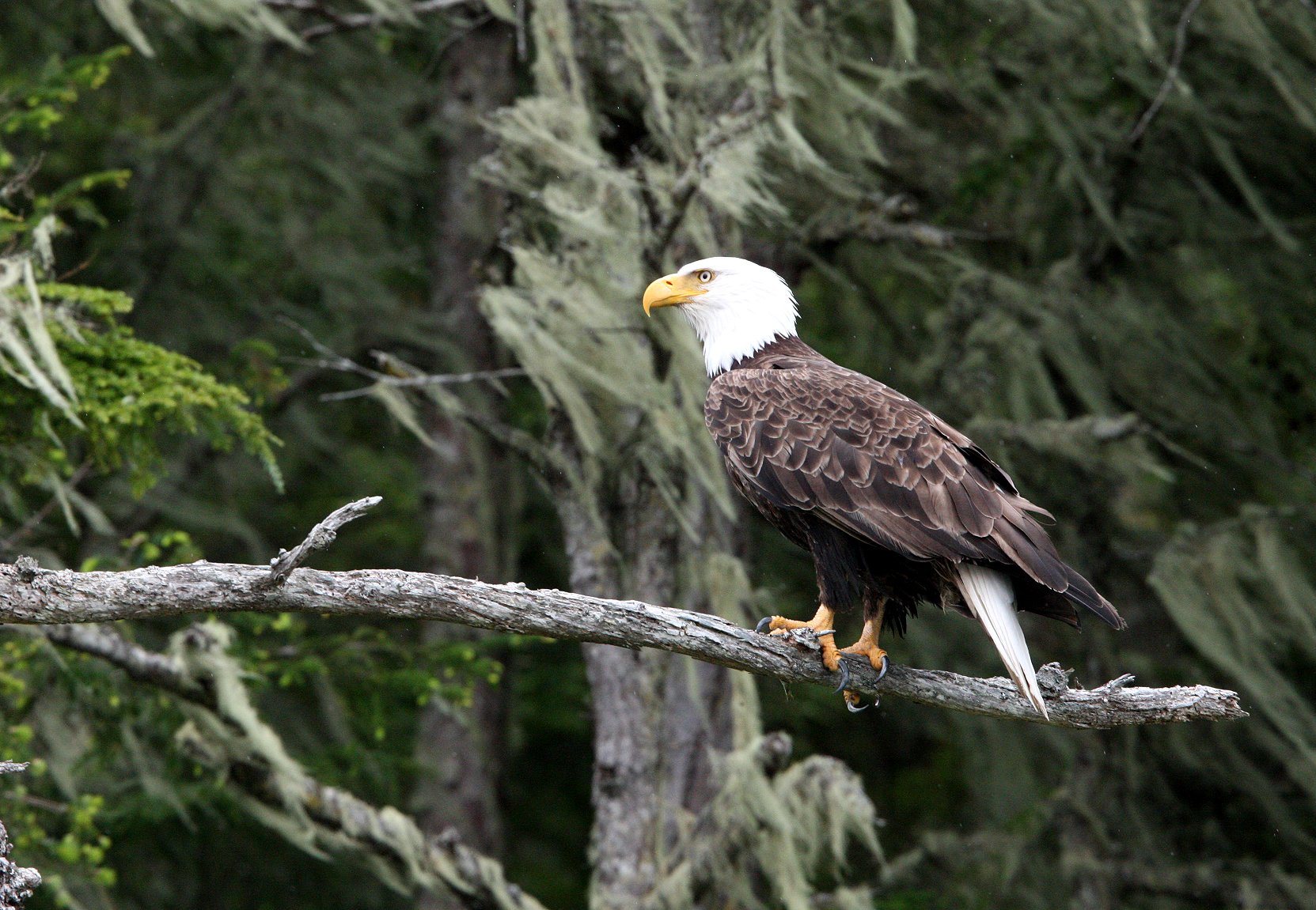 BIRD - EAGLE - BALD EAGLE - KNIGHT'S INLET BRITISH COLUMBIA (83).JPG