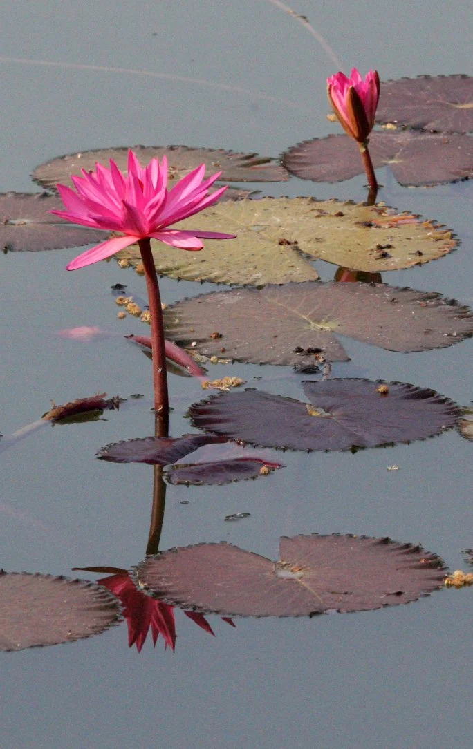 KAENG KRACHAN NP THAILAND (1).JPG