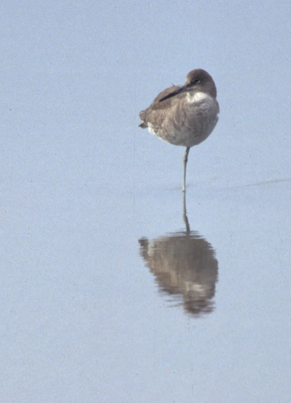 BIRD - WILLET - BODEGA BAY CAL.jpg
