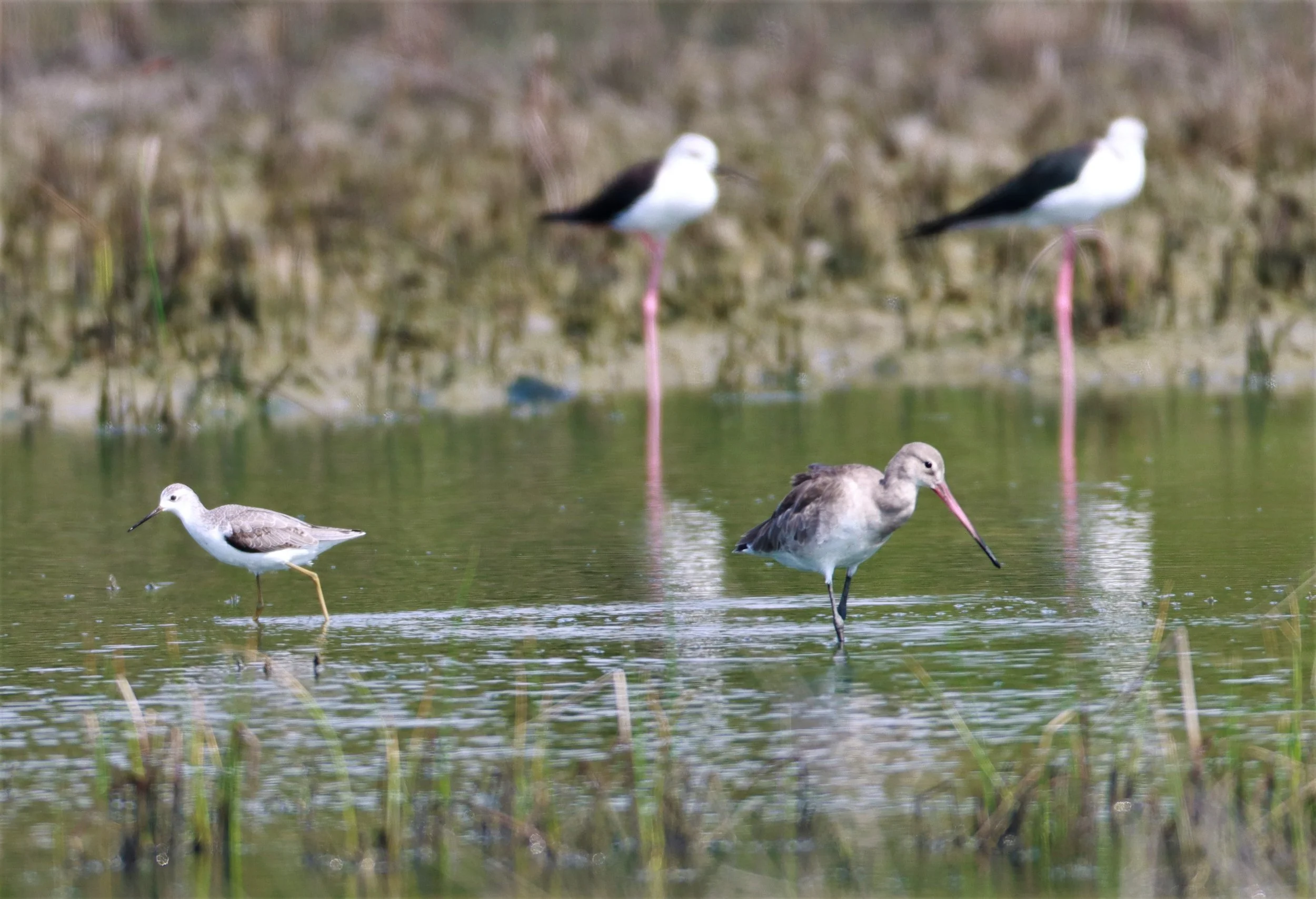 SANDPIPER - MARSH SANDPIPER - Tringa stagnalis - WITH EASTERN BLACK-TAILED DOWITCHER -  KHLONG TAMRU CHONBURI (3).jpg