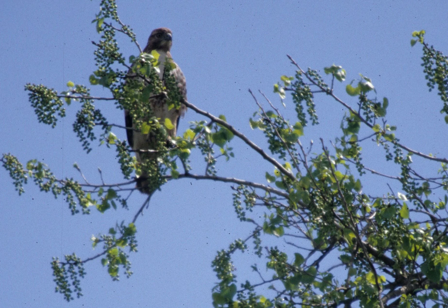 Buteo lineatus - RED-SHOULDERED HAWK - AMERICAN RIVER PARKWAY (8).jpg