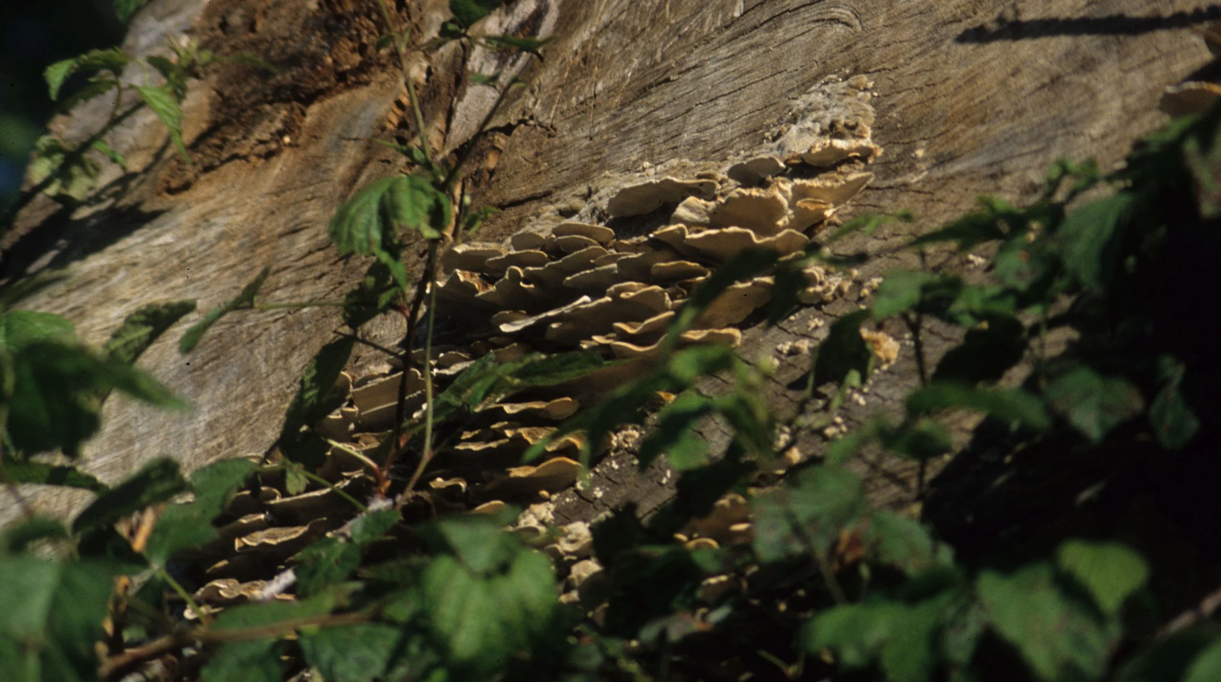 AMERICAN RIVER - SHELF FUNGUS.jpg