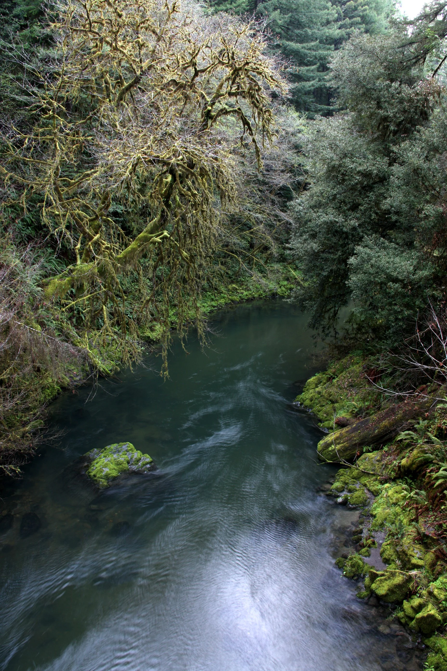 JEDIDIAH SMITH REDWOODS STATE PARK CALIFORNIA (22).JPG