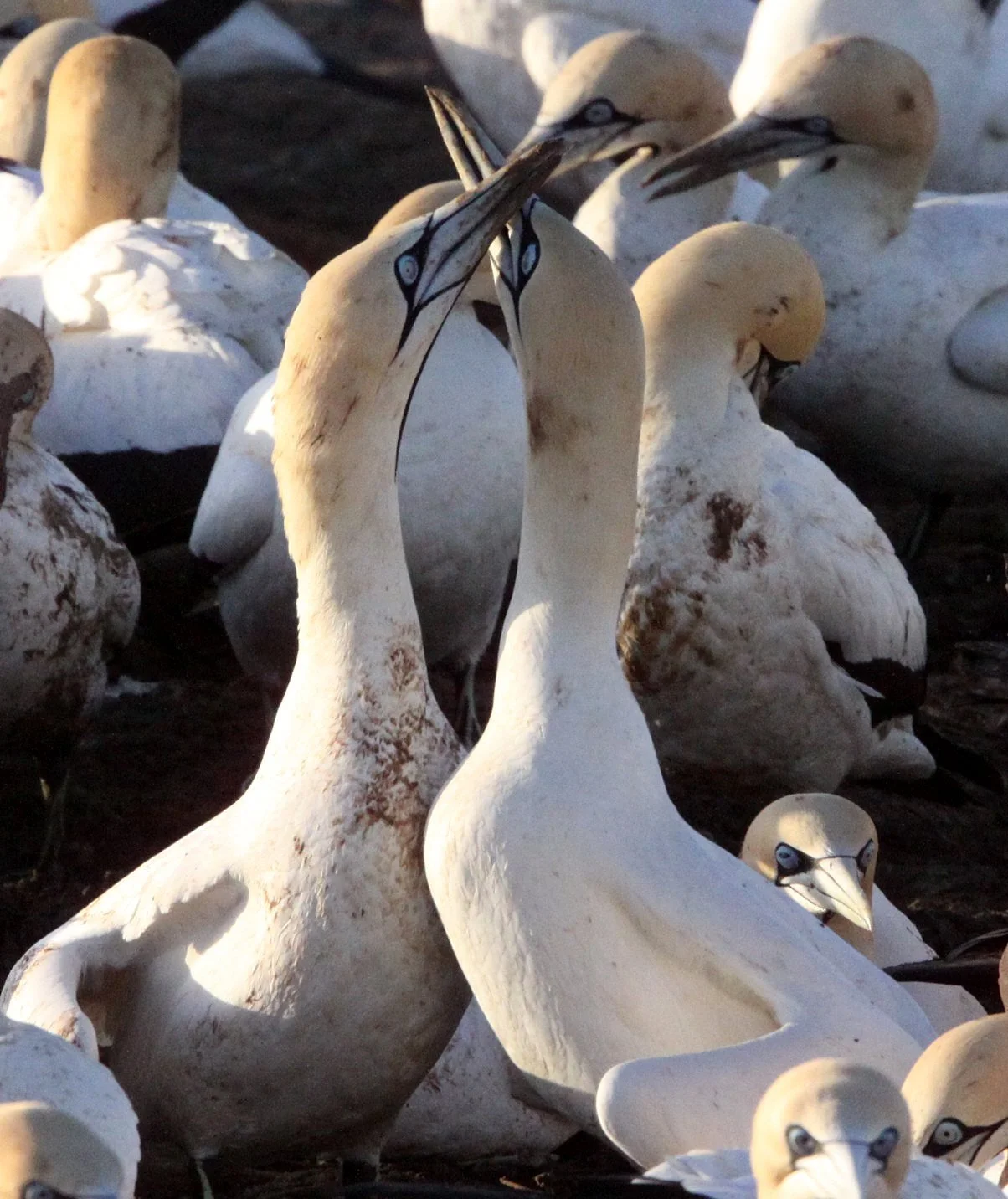 Cape gannet (Morus capensis) Lambert's Bay South Africa (92).JPG