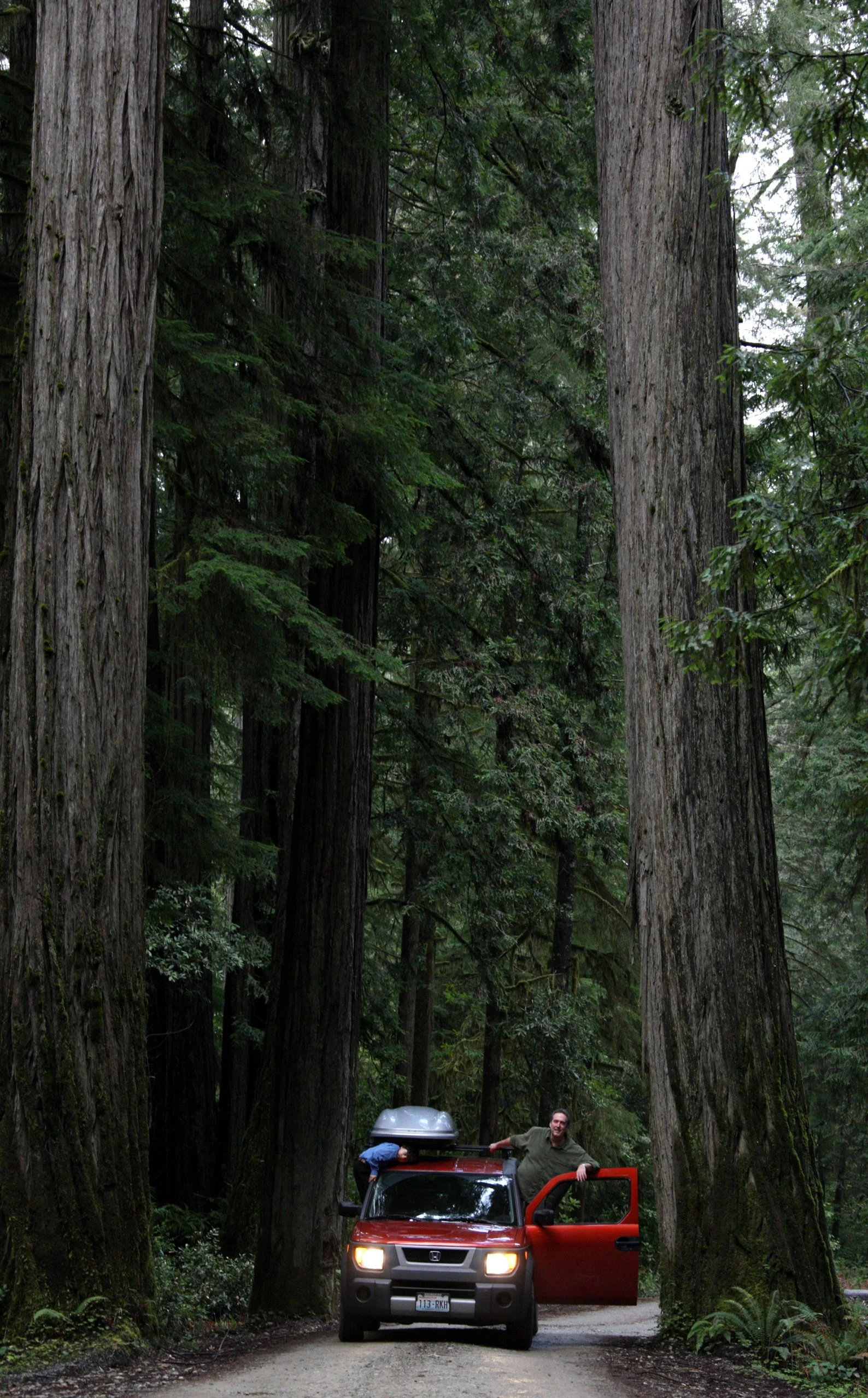 JEDIDIAH SMITH REDWOODS STATE PARK CALIFORNIA (4).JPG