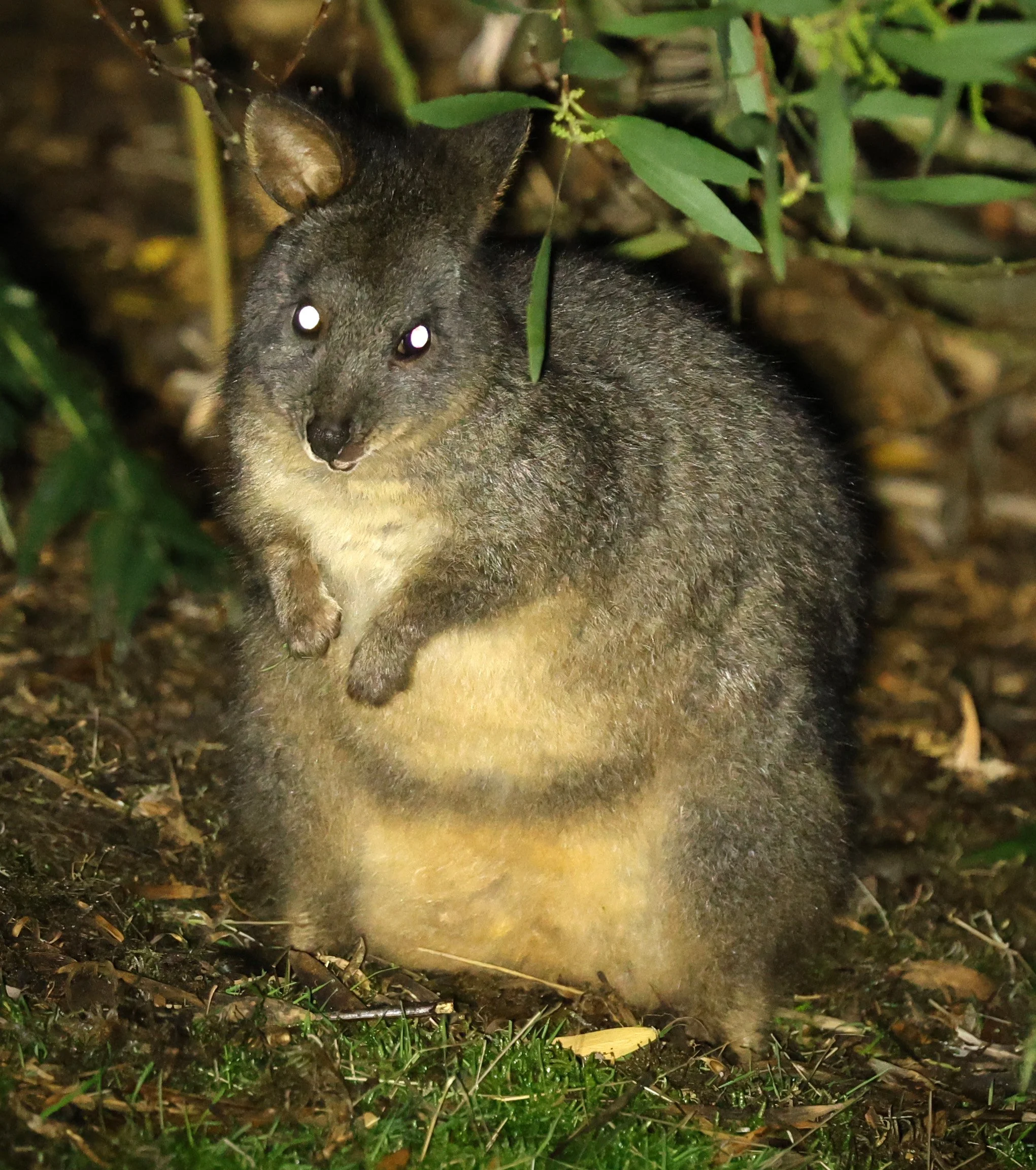 Tasmanian Pademelpon (Thylogale billardierii) Bruny Island - Tasmania