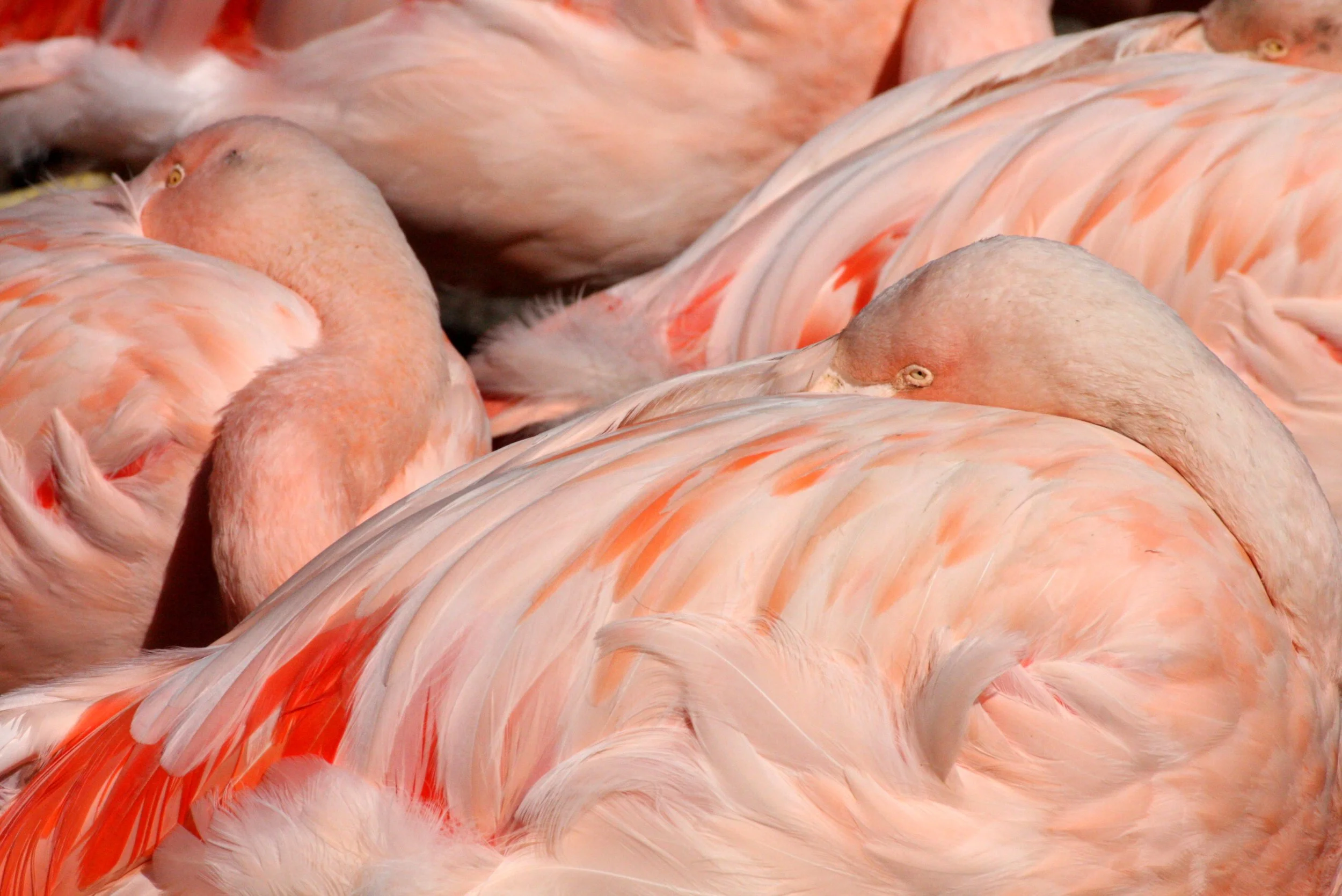 Phoenicopterus ruber - American Flamingo - Woodland Park Washington (2).JPG