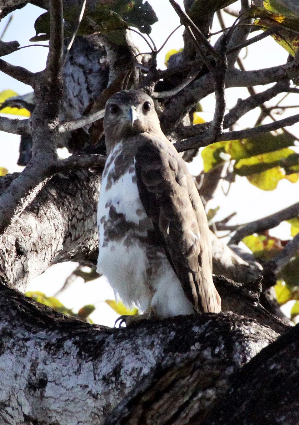 Buteo brachypterus - MADAGASCAR BUZZARD - ANKARANA NATIONAL PARK MADAGASCAR aa.jpg