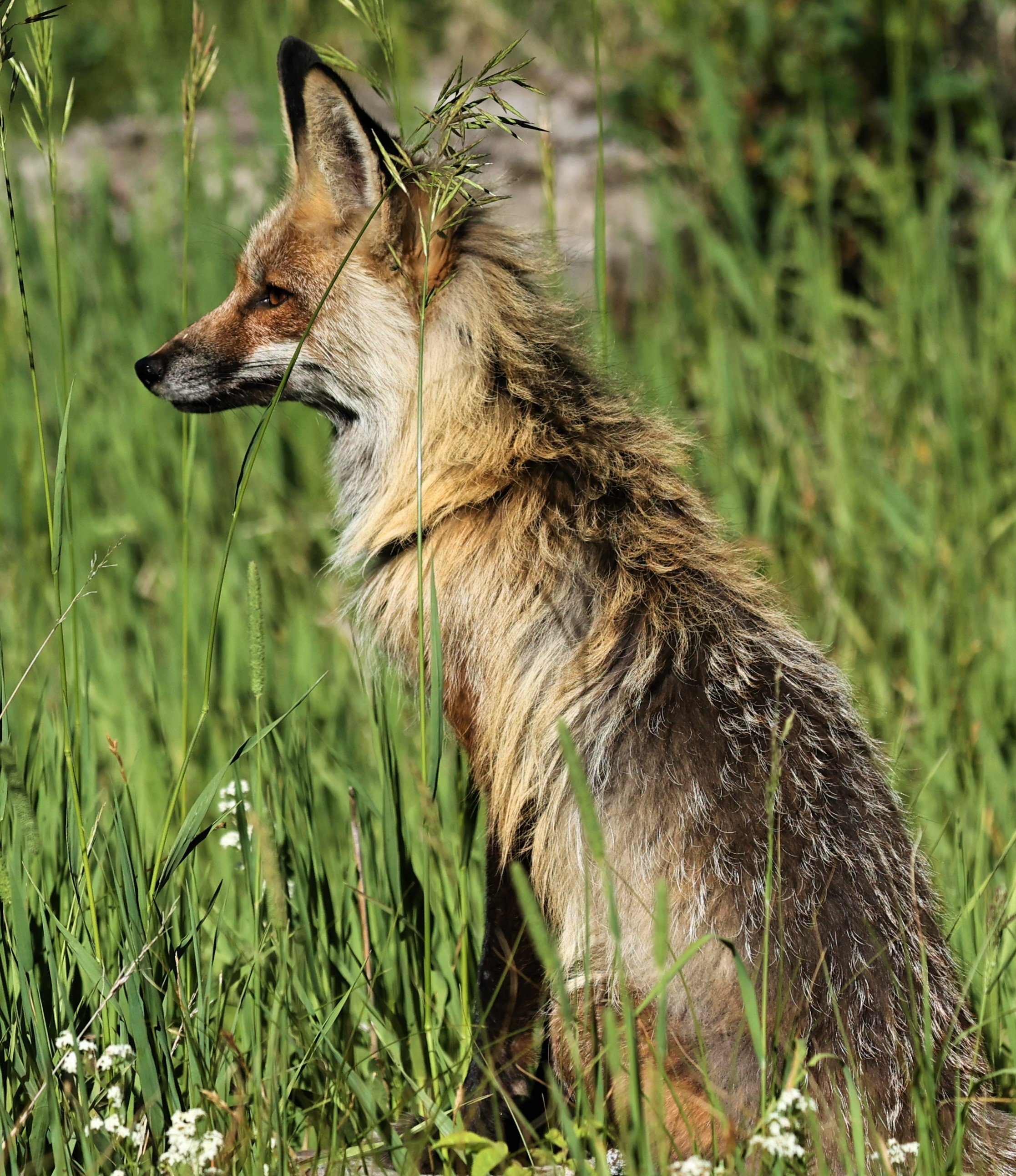 Vulpes vulpes Red Fox — Coke Smith Wildlife