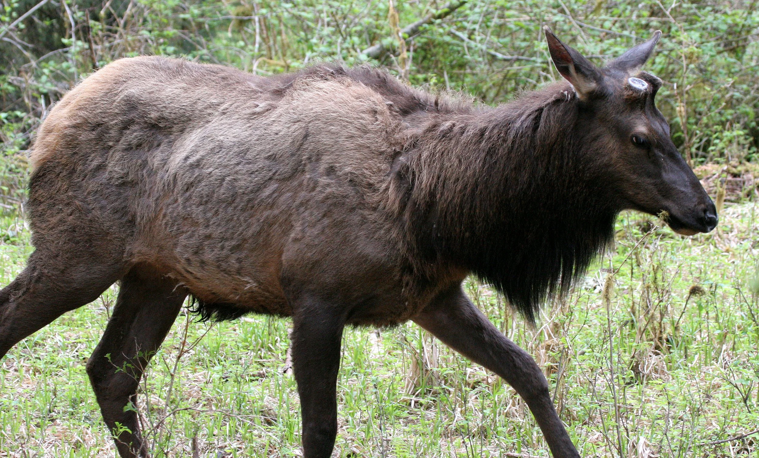 Cervus canadensis roosevelti - ROOSEVELT ELK - HOH RIVER VALLEY - ONP WA  (113).JPG