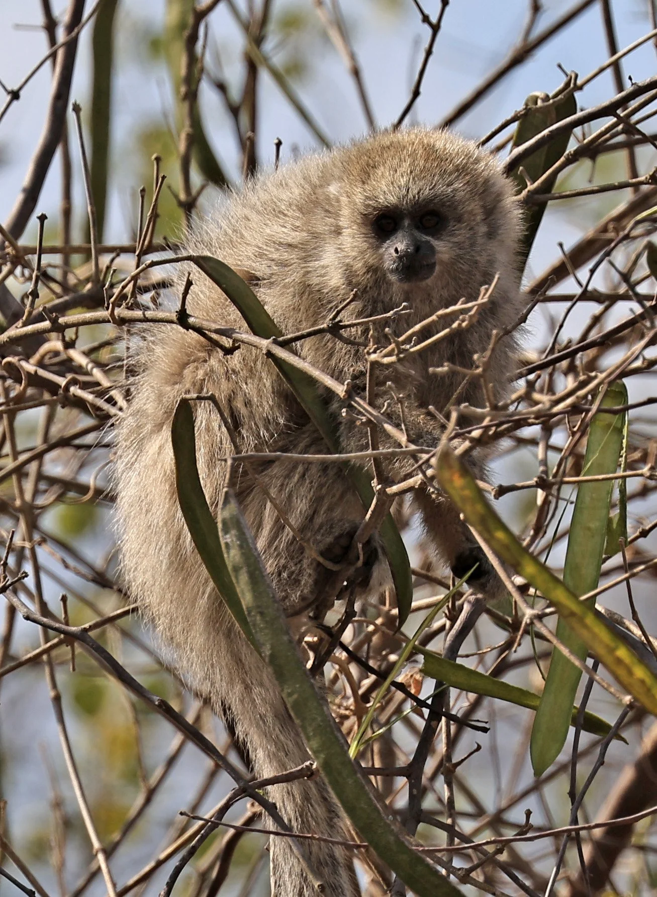 Chacoan Titi (Plecturocebus pallescens) Agua Dulce Paraguay (2).jpg