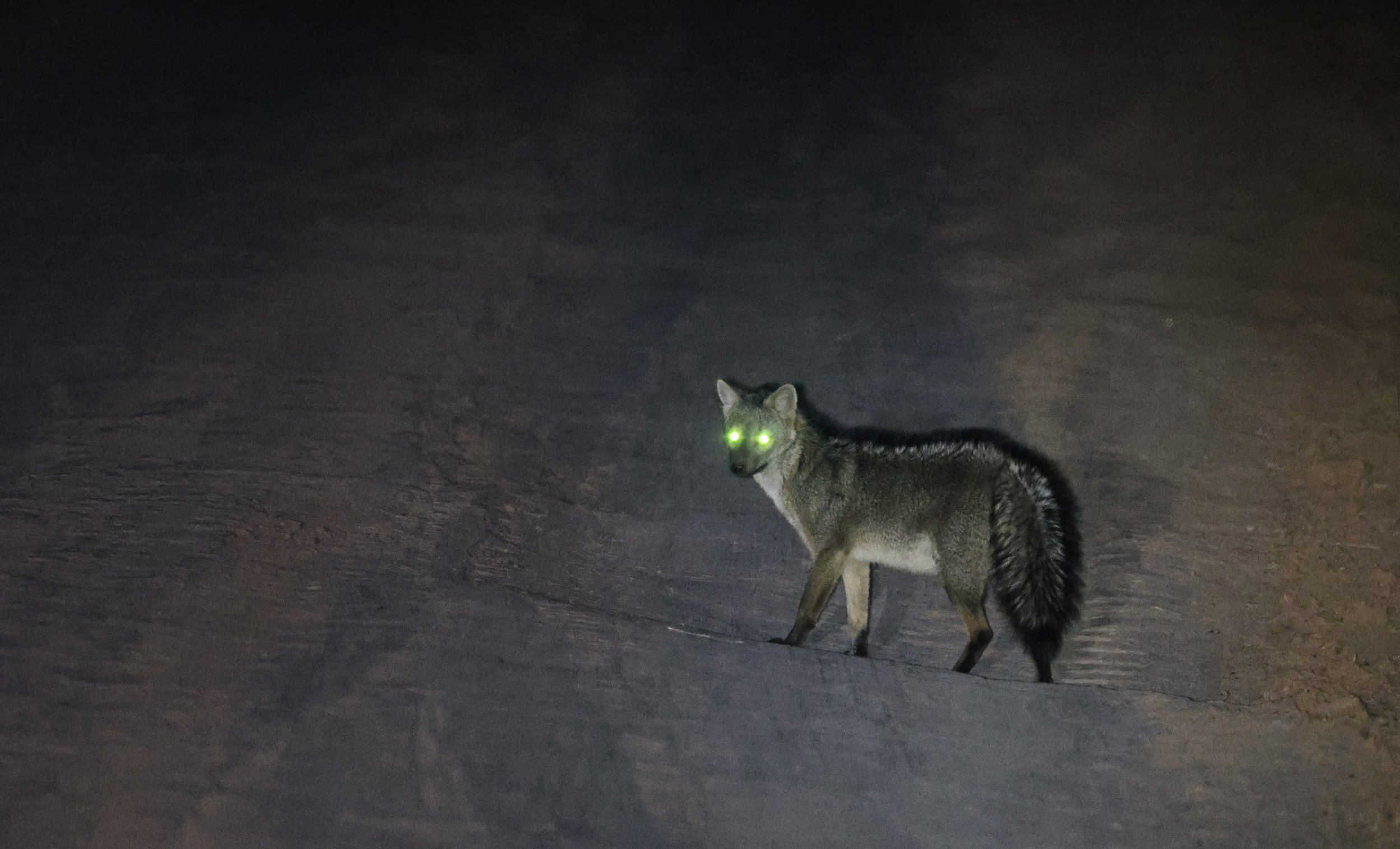 Crab-eating Fox (Cerdocyon thous) Agua Dulce Paraguay (1).jpg