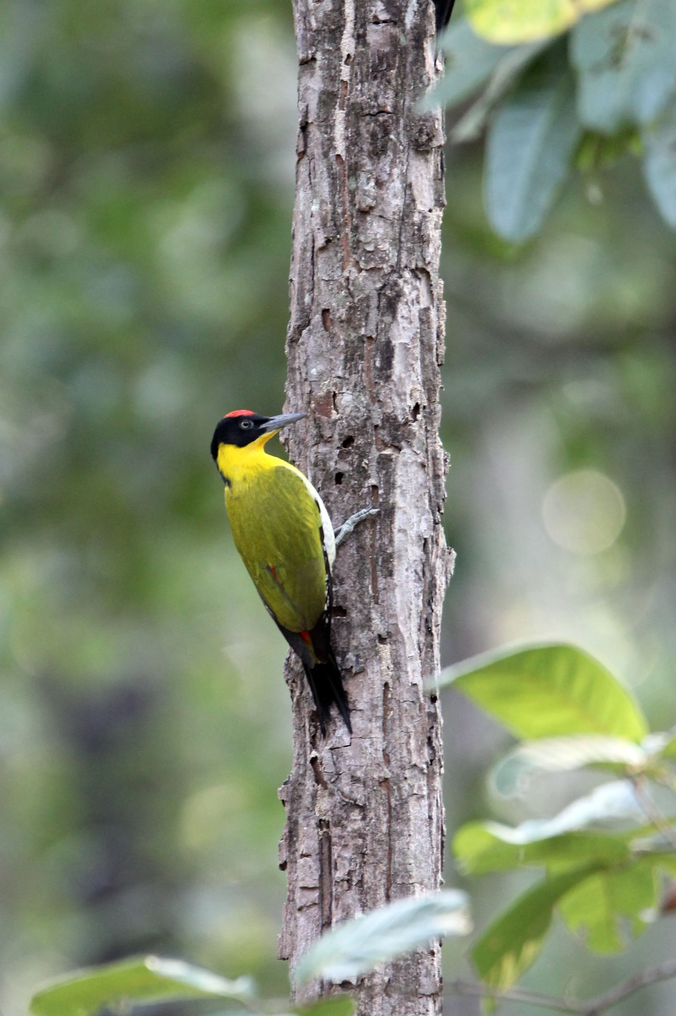 BIRD - WOODPECKER - BLACK-HEADED WOODPECKER - HUAI KHA KHAENG NATURE RESERVE - HEADQUARTERS - THAILAND (9).JPG