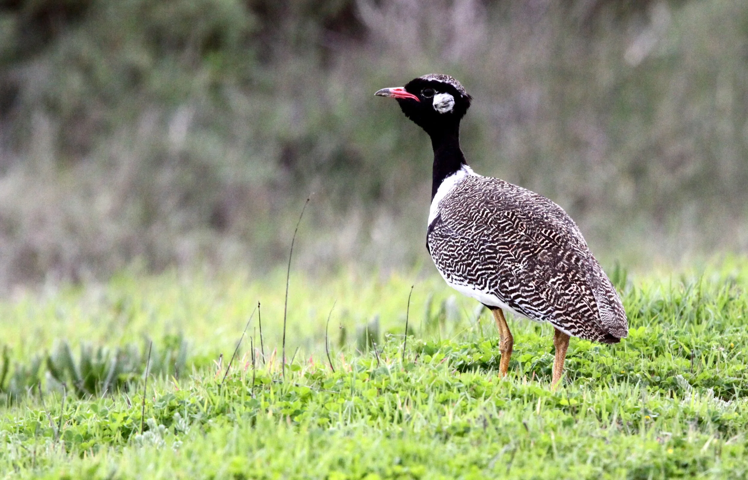 Southern Black Korhaan (Eupodotis afra) West Coast NP, South Africa (10).JPG