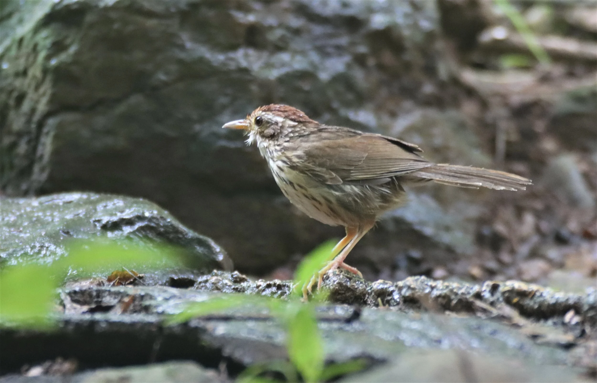 BABBLER - PUFF-THROATED BABBLER - Pellorneum ruficeps - NEUNG HIDE KAENG KRACHAN JUNE 2021 (2).jpg