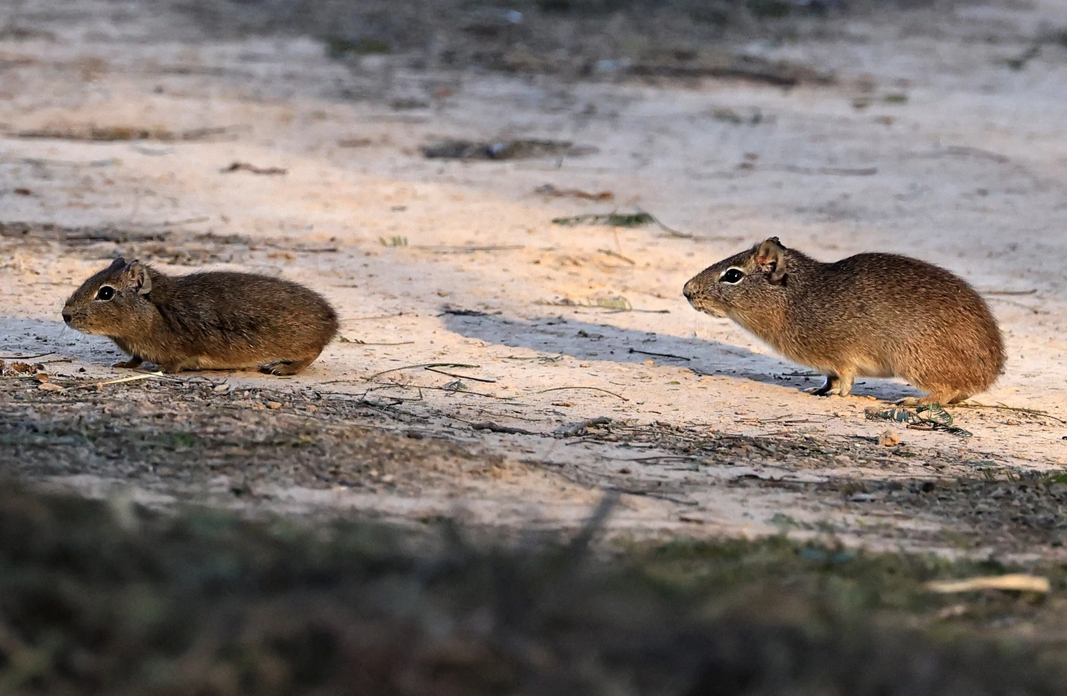 Lowland Yellow-Toothed Cavy (Galea leucoblephara) Hotel Iparoma Campestre Paraguay (27).jpg