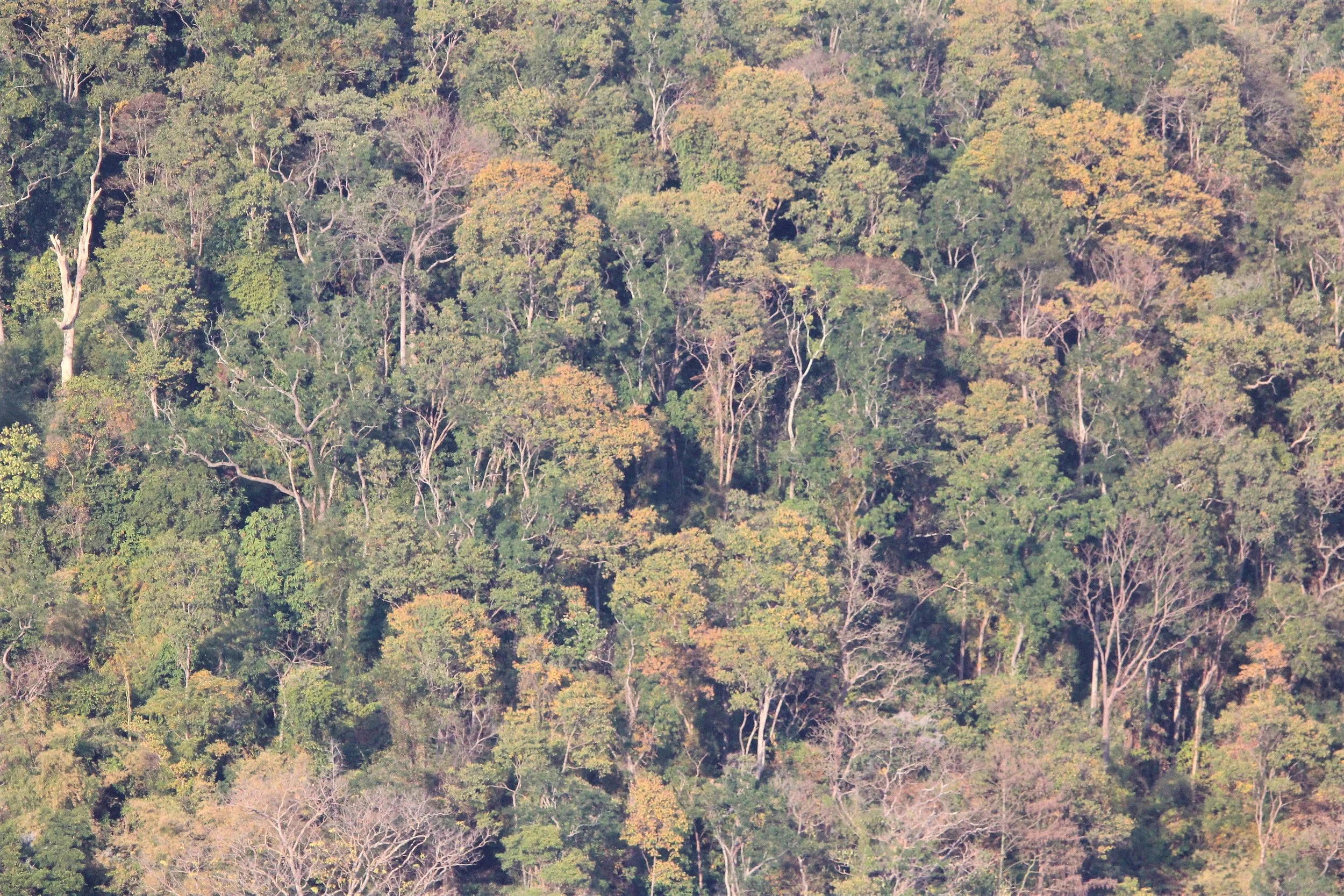 Incredible bird's eye view of the Dry Everygreen Forest