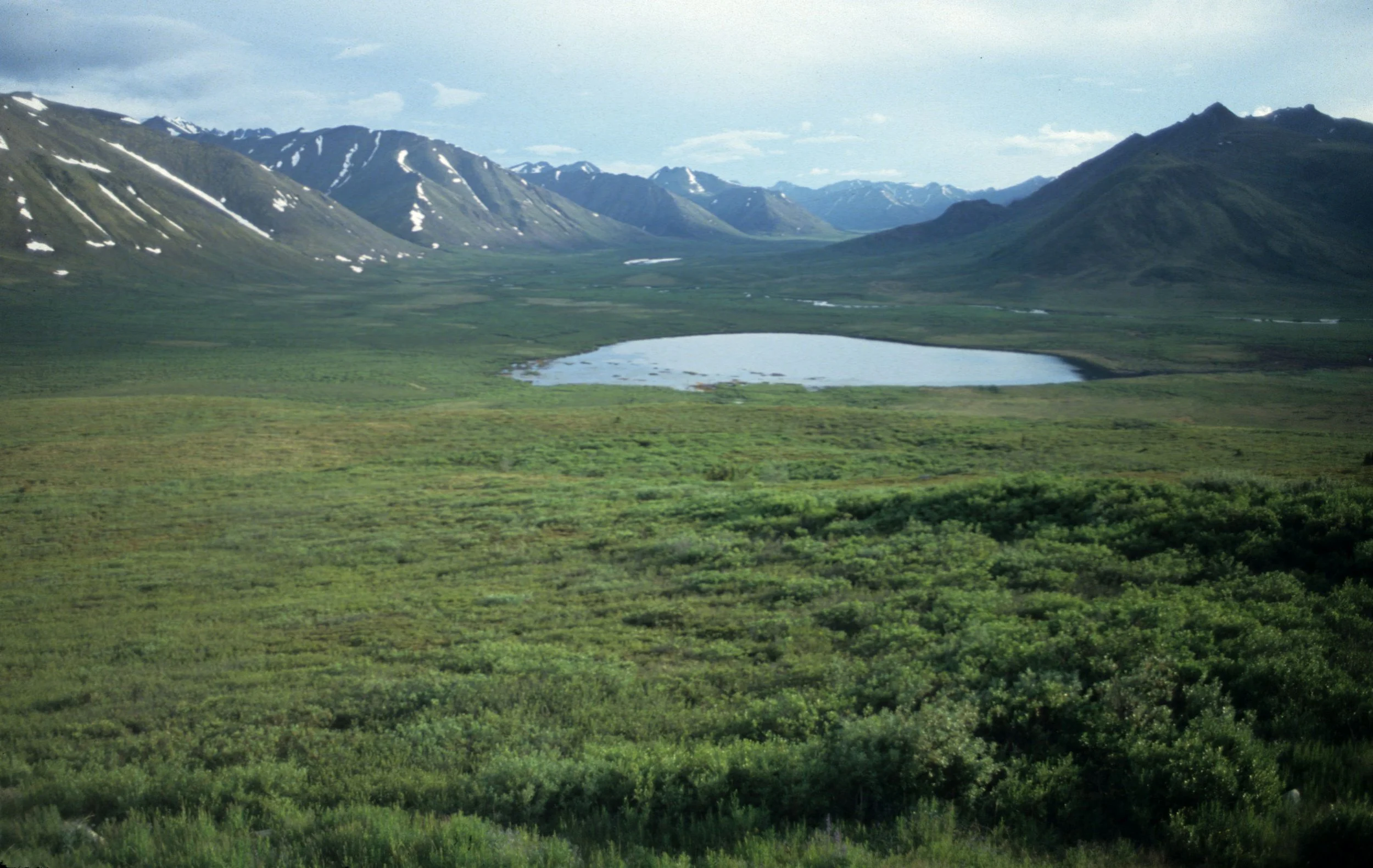 ALASKA - DENALI - TUNDRA.jpg