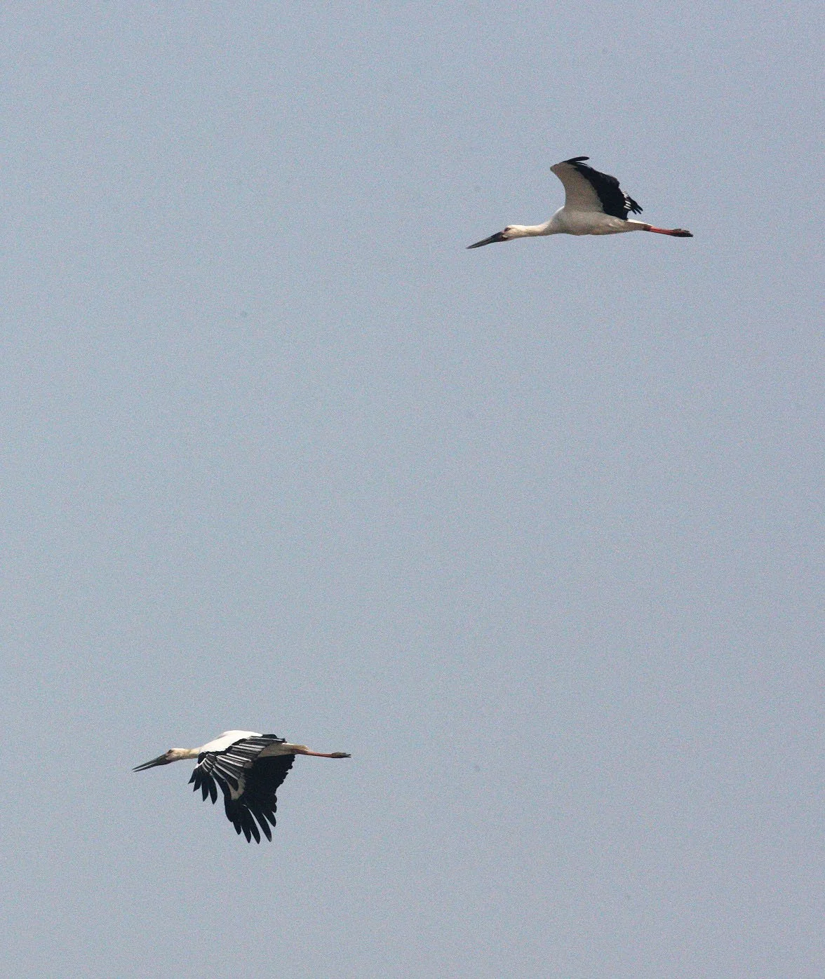 STORK - ORIENTAL STORK - Ciconia boyciana - POYANG LAKE, JIANGXI PROVINCE, CHINA (26).JPG