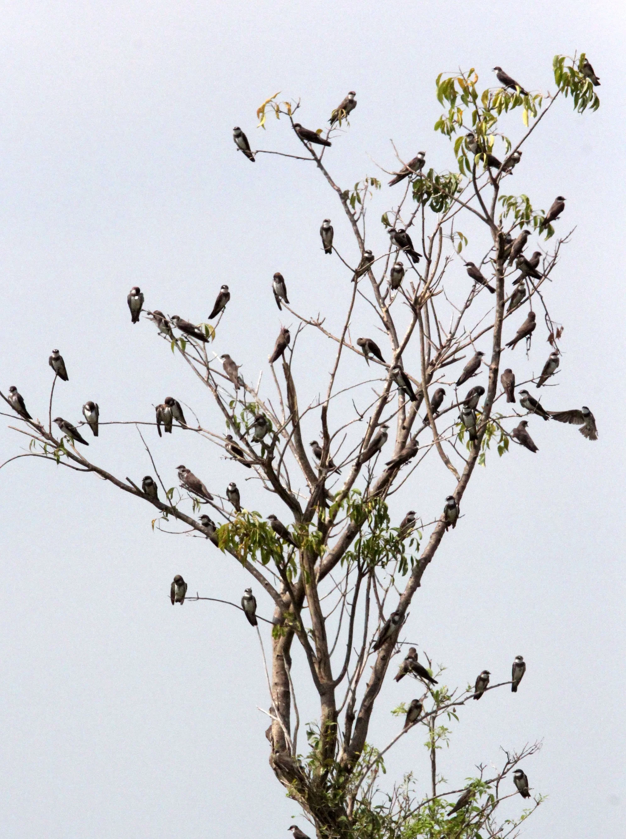 Sand Martin (Riparia riparia) Murchison Falls NP Uganda (1).JPG