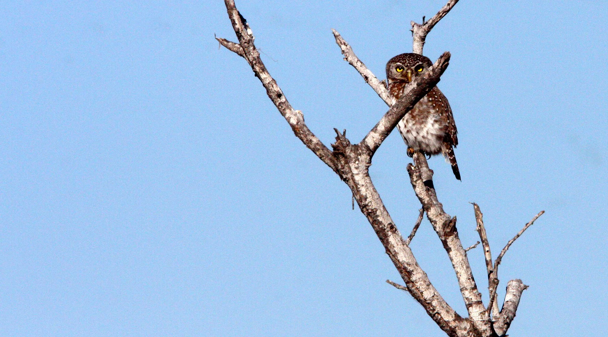 Glaucidium perlatum - PEARL-SPOTTED OWL - KRUGER NATIONAL PARK SOUTH AFRICA (1).JPG