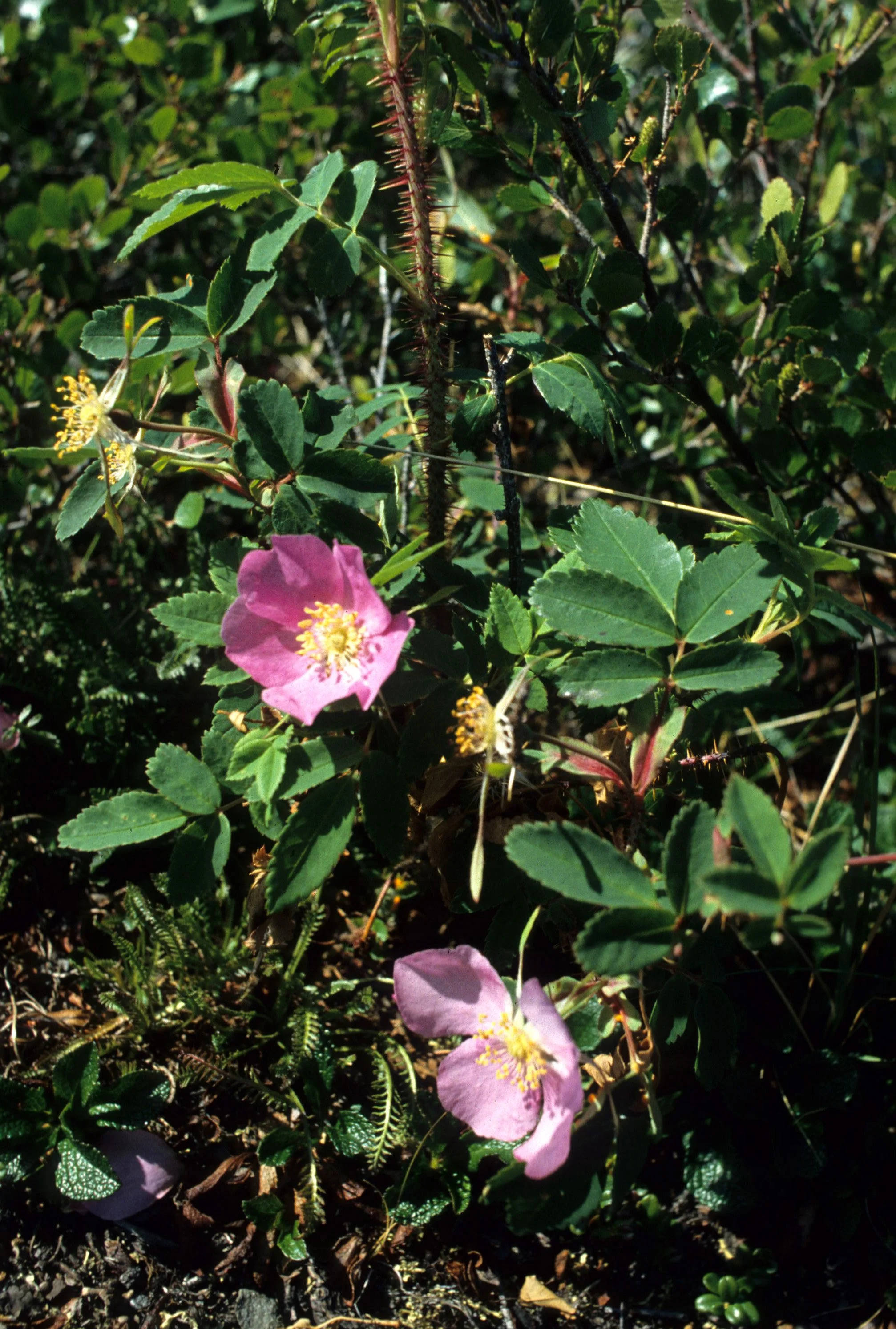 ALASKA - DENALI NP - TUNDRA ROSE SPECIES.jpg